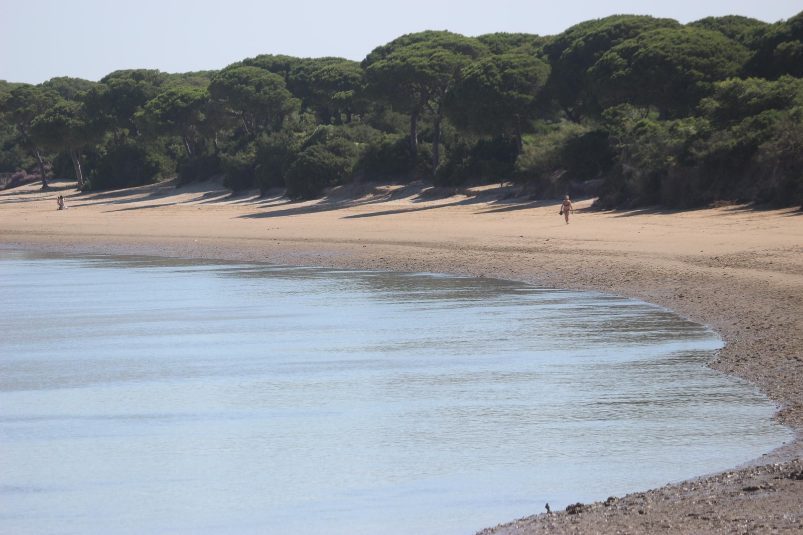 Puerto Real, el centro de la Bahía, entre el pinar y la mar. Si visitas la costa gaditana atraído por sus playas no puedes olvidar la playa de ‘El Conchal’, en el Río San Pedro. Es el “arma secreta” de muchos vecinos de la Bahía. Su principal atractivo es el pinar de La Algaida, que prácticamente acaba en el mar, y que sirve no solo de “sombrilla natural” sino de alternativa para los días de levante, ya que el pinar es el mejor parapeto para el viento. También hasta prácticamente la orilla llegan el carril bici y el sendero peatonal, que cruza el histórico caño de la Cortadura. Esta playa, desde principios de junio hasta mediados de septiembre, cuenta con los servicios de vigilancia y salvamento. Muy frecuentada para la práctica de deportes como el piragüismo.