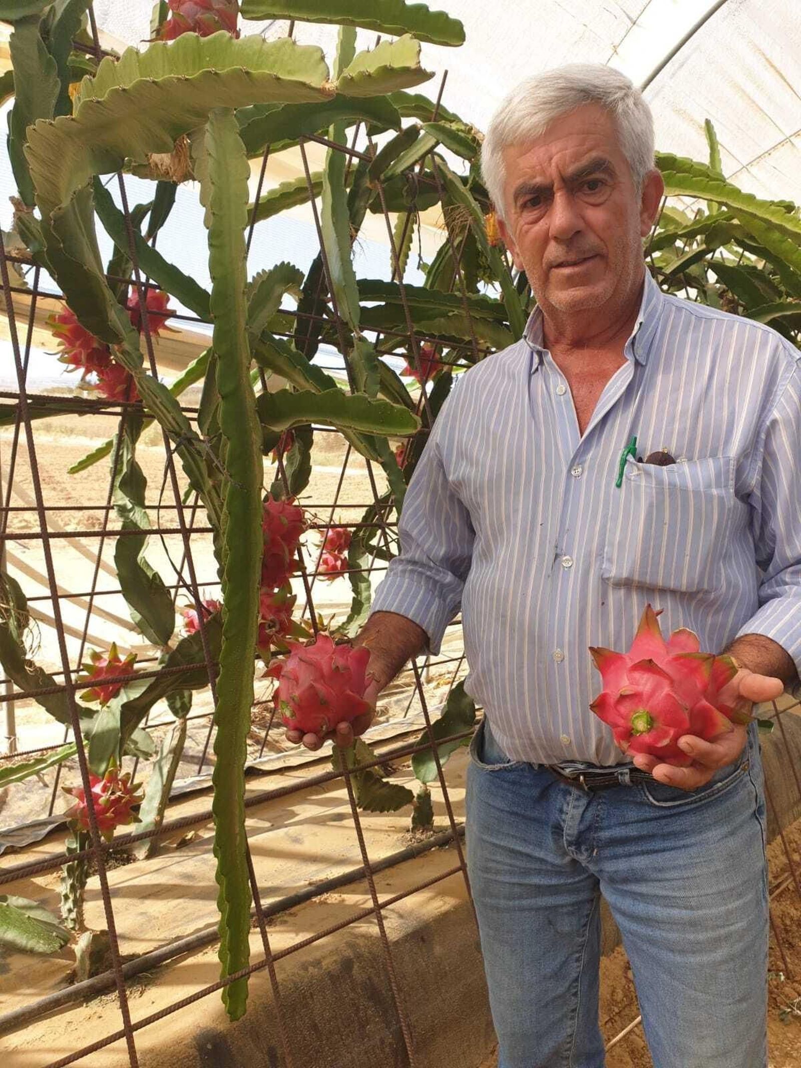 Garrocho en el invernadero de pitayas.