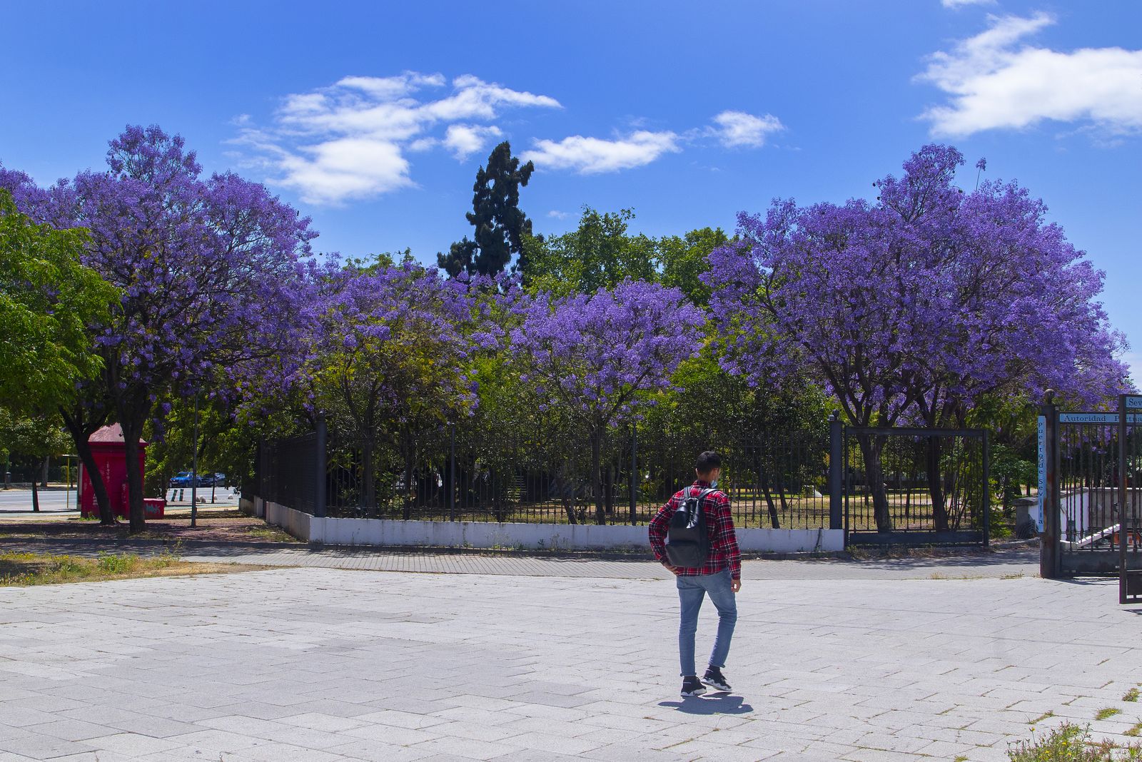 El color morado reina en Sevilla