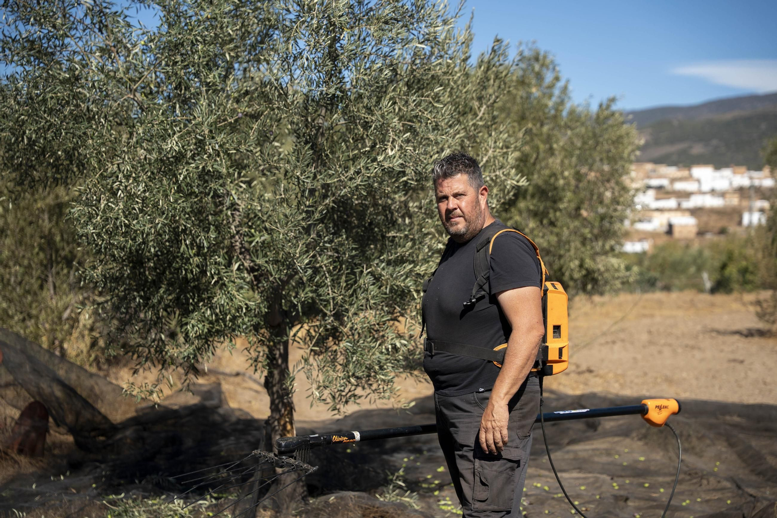 Las imágenes de la campaña recogida de acetuna en Fiñana