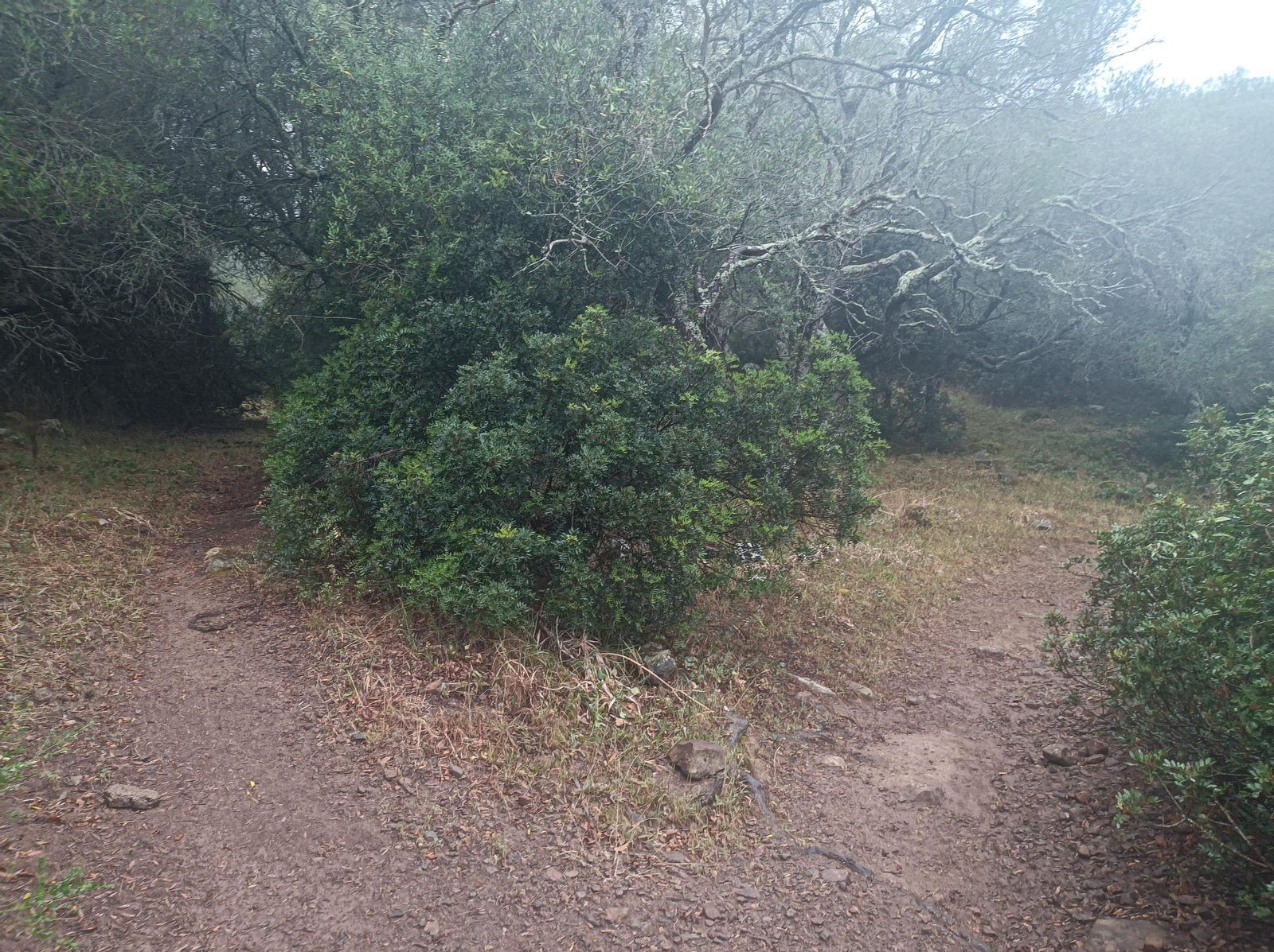 Al la derecha en esta bifurcación. Las flechas suelen orientarnos bien, pero hay que fijarse.