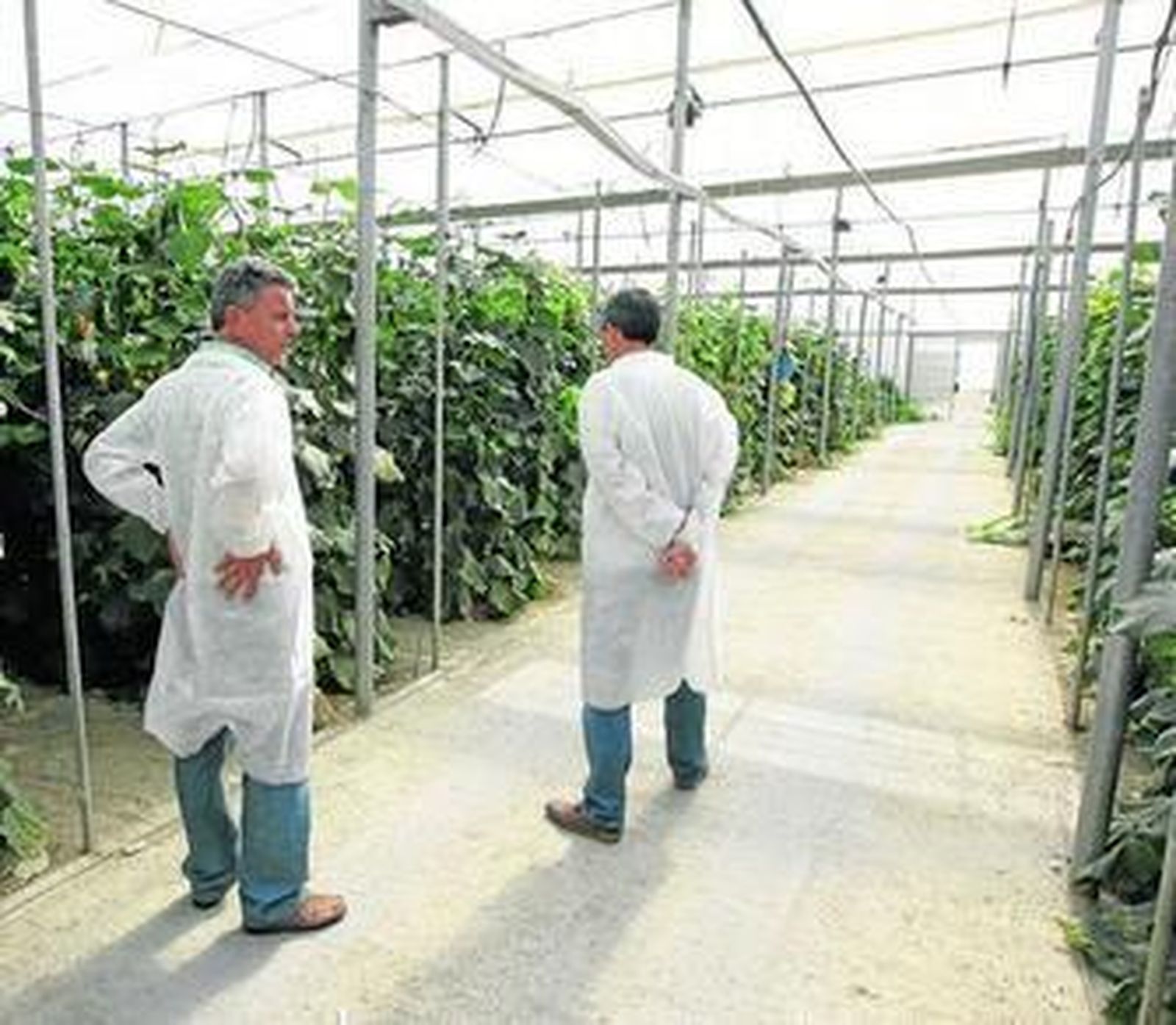 Instalaciones de Enza Zaden en la provincia almeriense.