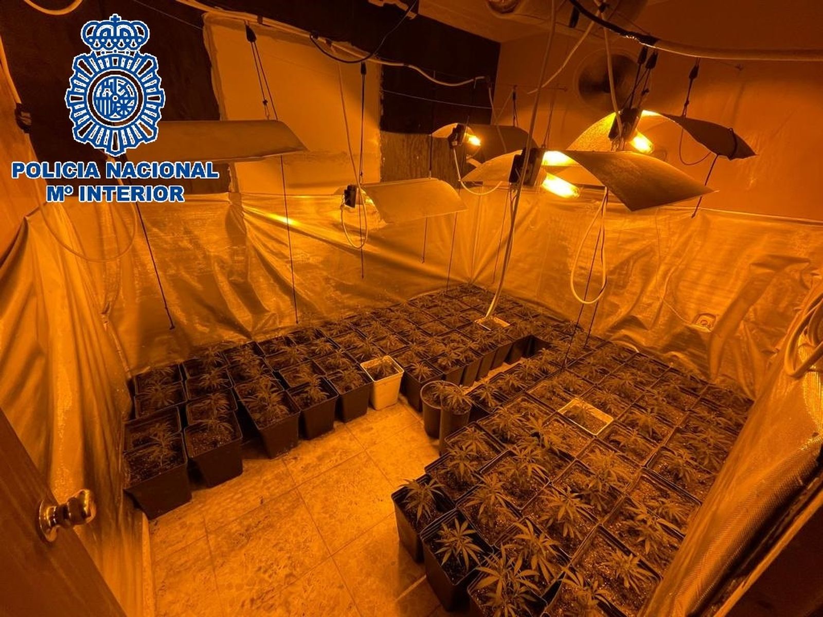 Interior de la vivienda con las plantas de marihuana.