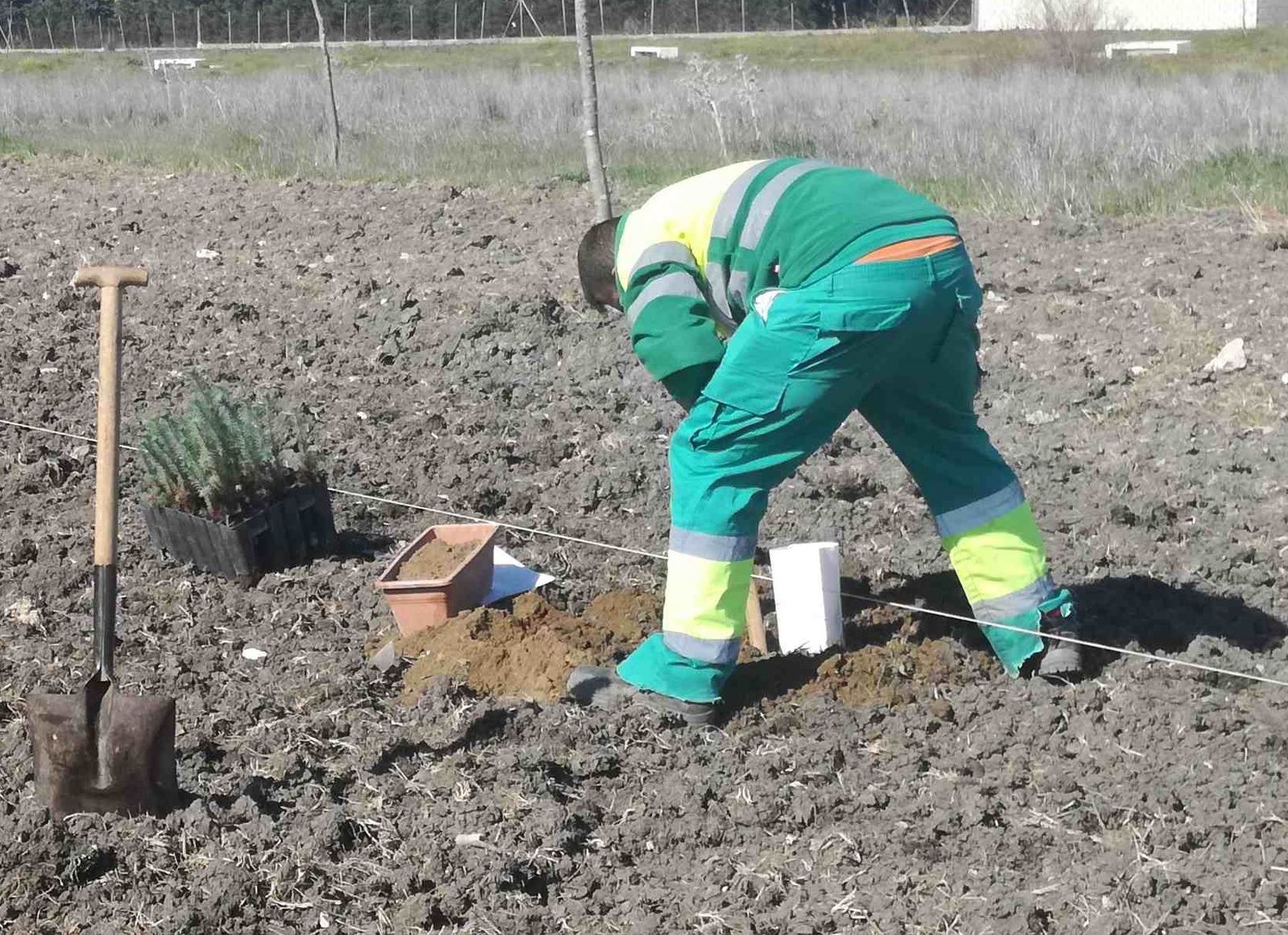 Labores de plantación de árboles que se están llevando a cabo.