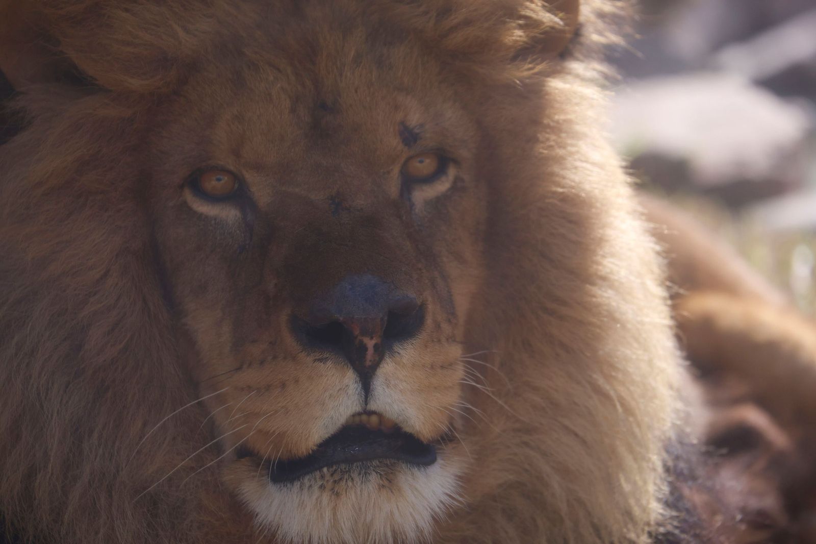 Las mejores imágenes de Zazu y Aissa, la nueva pareja de leones del Zoo de Córdoba