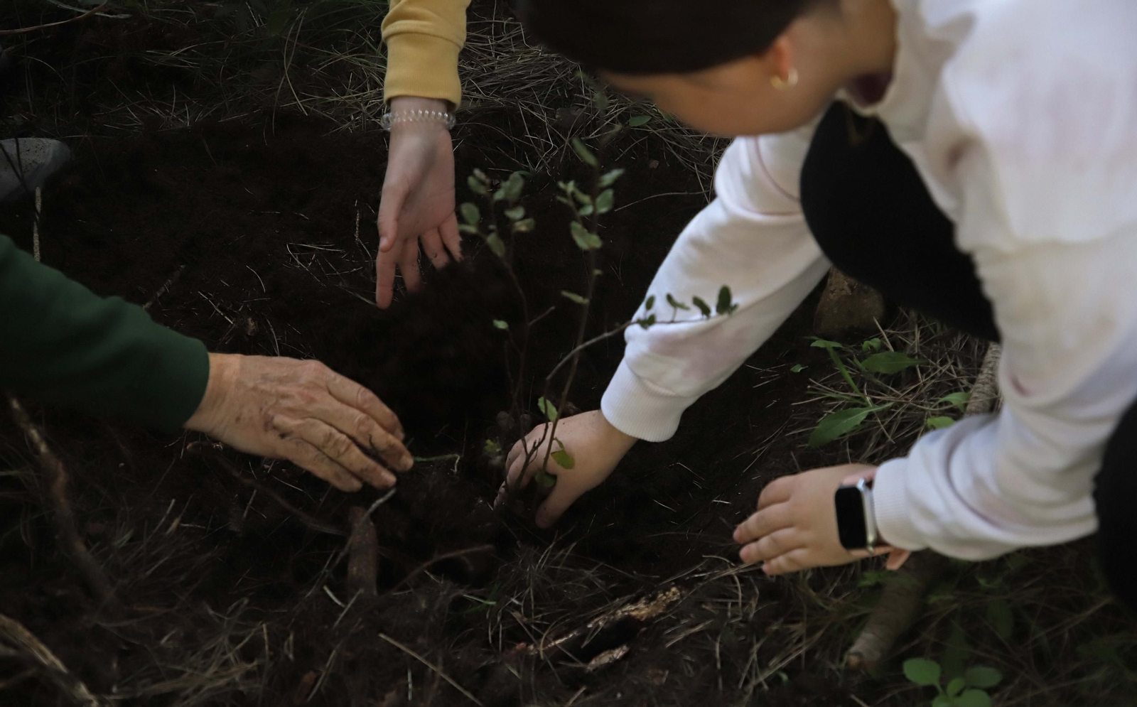 Fotografías de la plantación del programa 'Reverdece' de Acerinox Fotografías de la plantación del programa 'Reverdece' de Acerinox