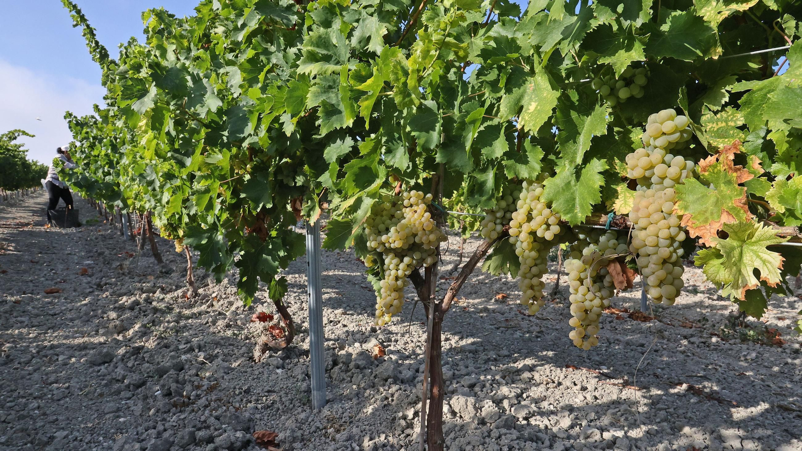 Fundador comienza su vendimia en Jerez