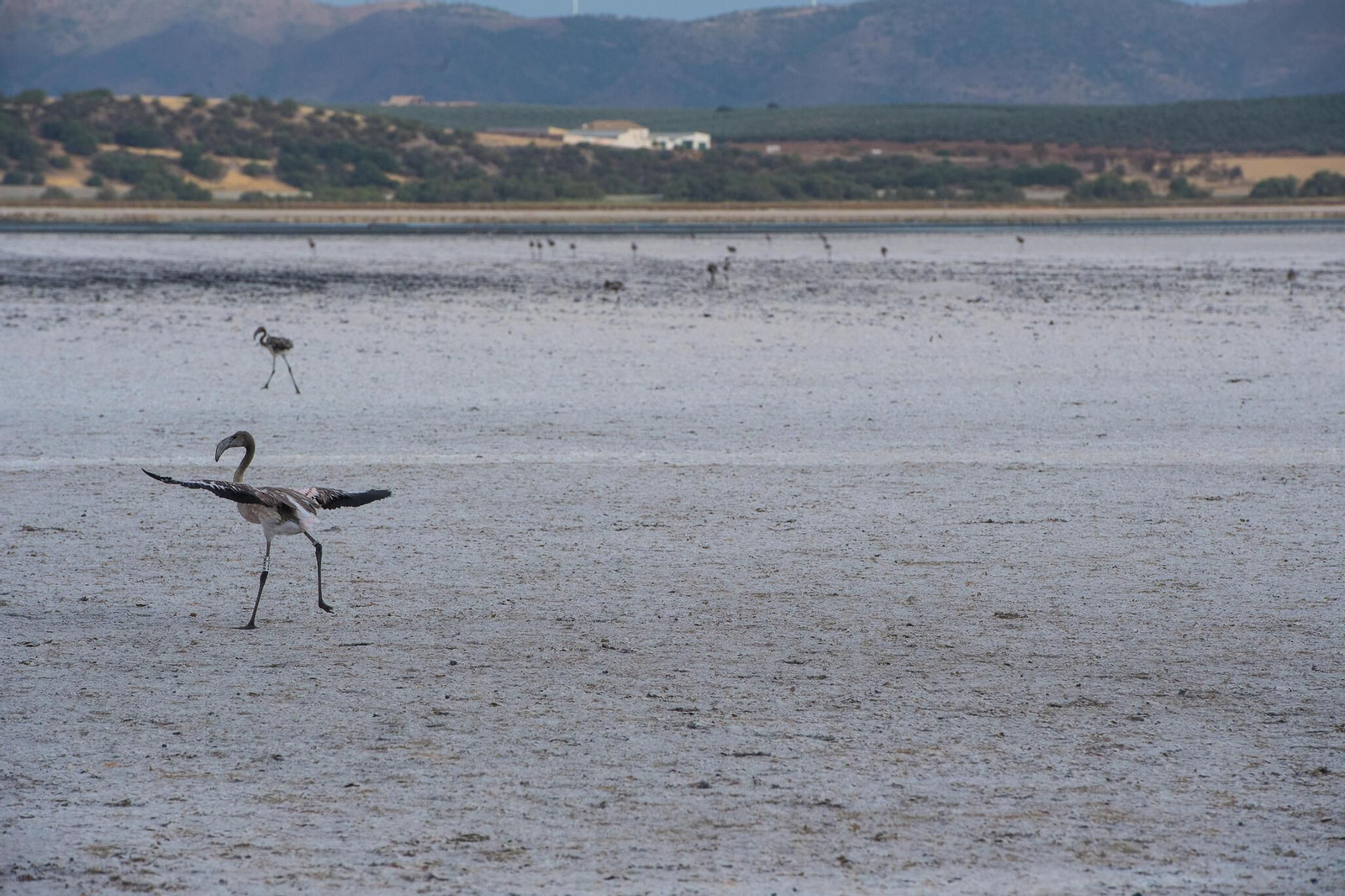 Flamencos en la Laguna de Fuente de Piedra durante el anillamiento (fotos)