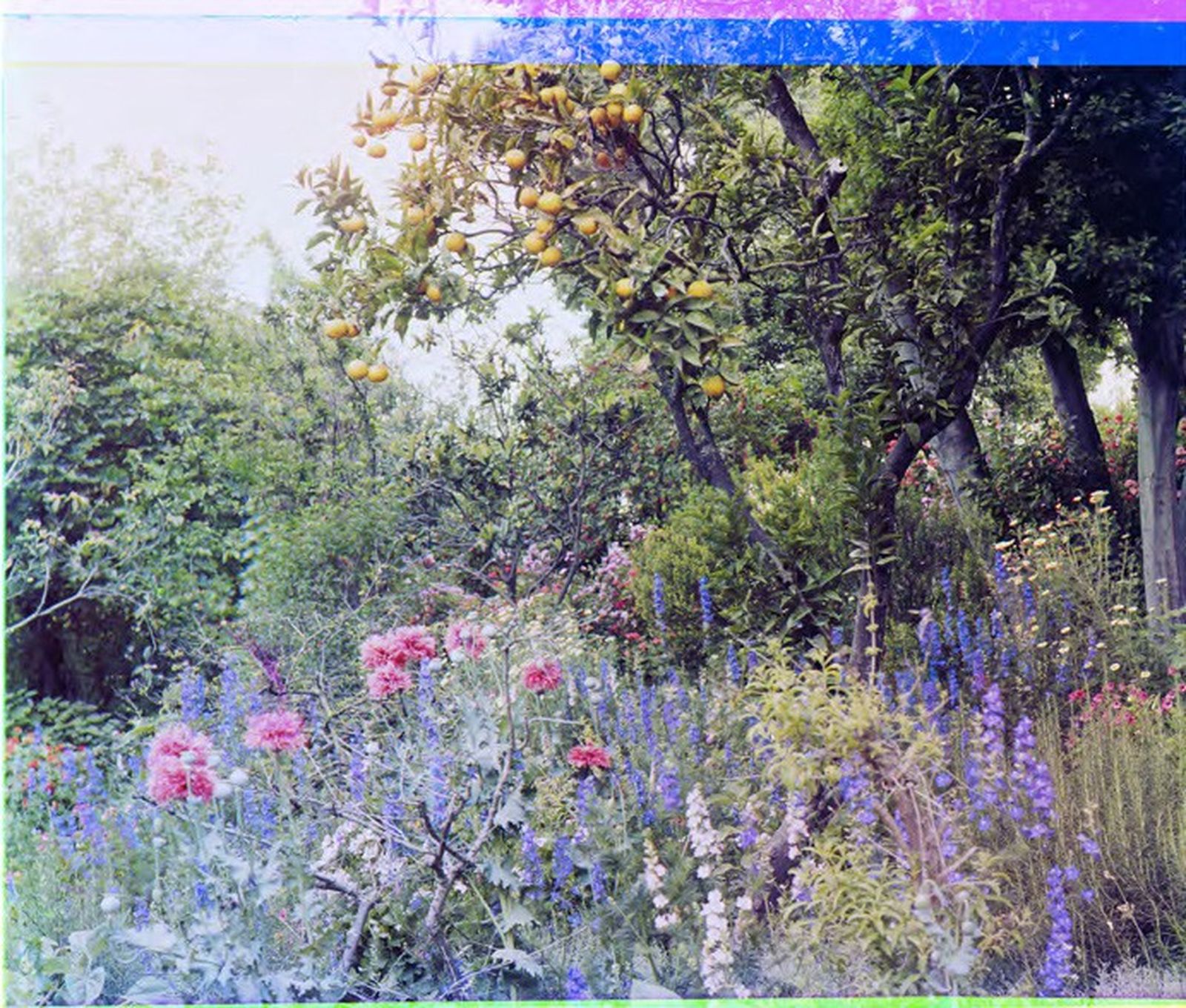 Naranjo sevillano en Gibraltar, mayo de 1903.