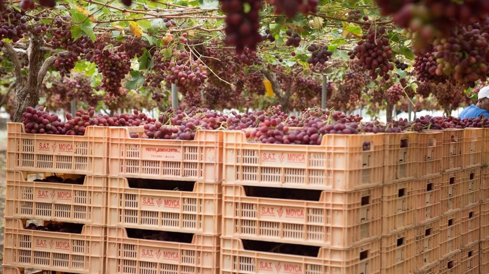 La uva sin semillas de Moyca se distribuye por todo el mundo.
