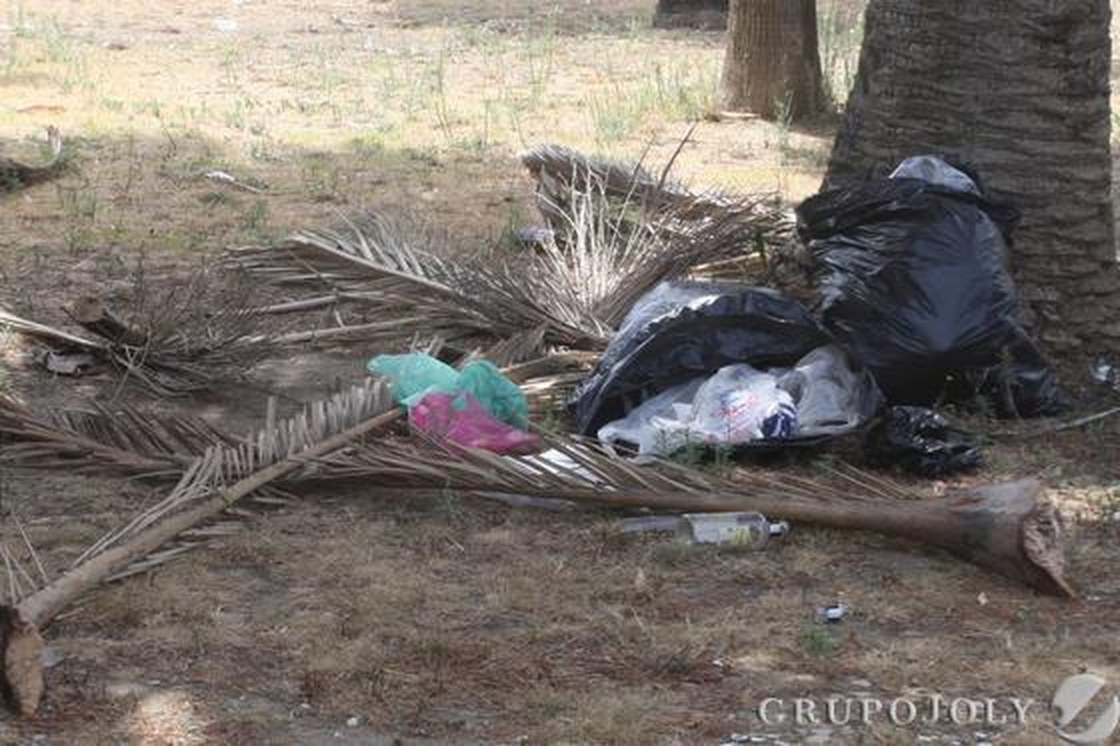 Bolsas de basuras se acumulan, apolladas a los pies de los troncos de las palmeras.

Foto: Paco Guerrero