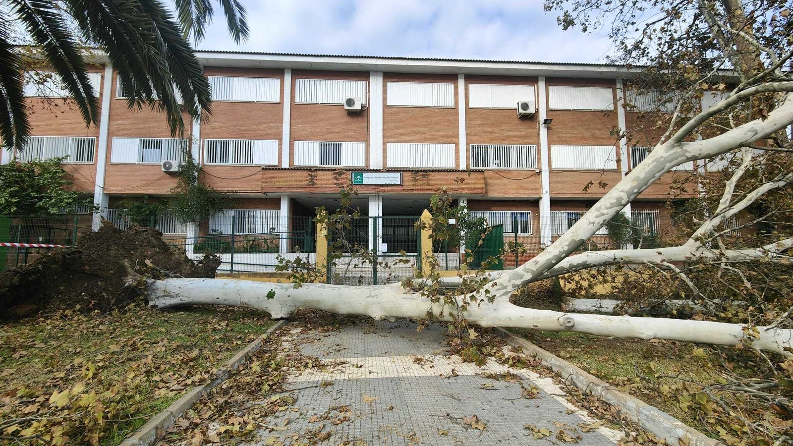 Un árbol caído en la ciudad tras el temporal