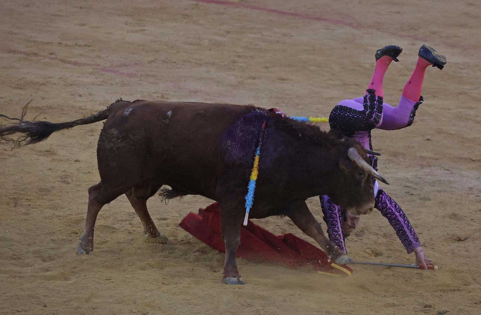 Fotos de la novillada sin picadores del miércoles de la Feria Real de Algeciras 2025