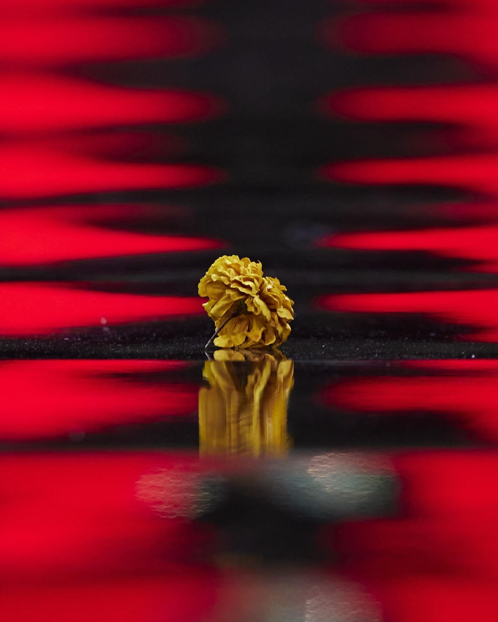 El desfile de Yolanda Rivas en SIMOF 2025, todas las fotos