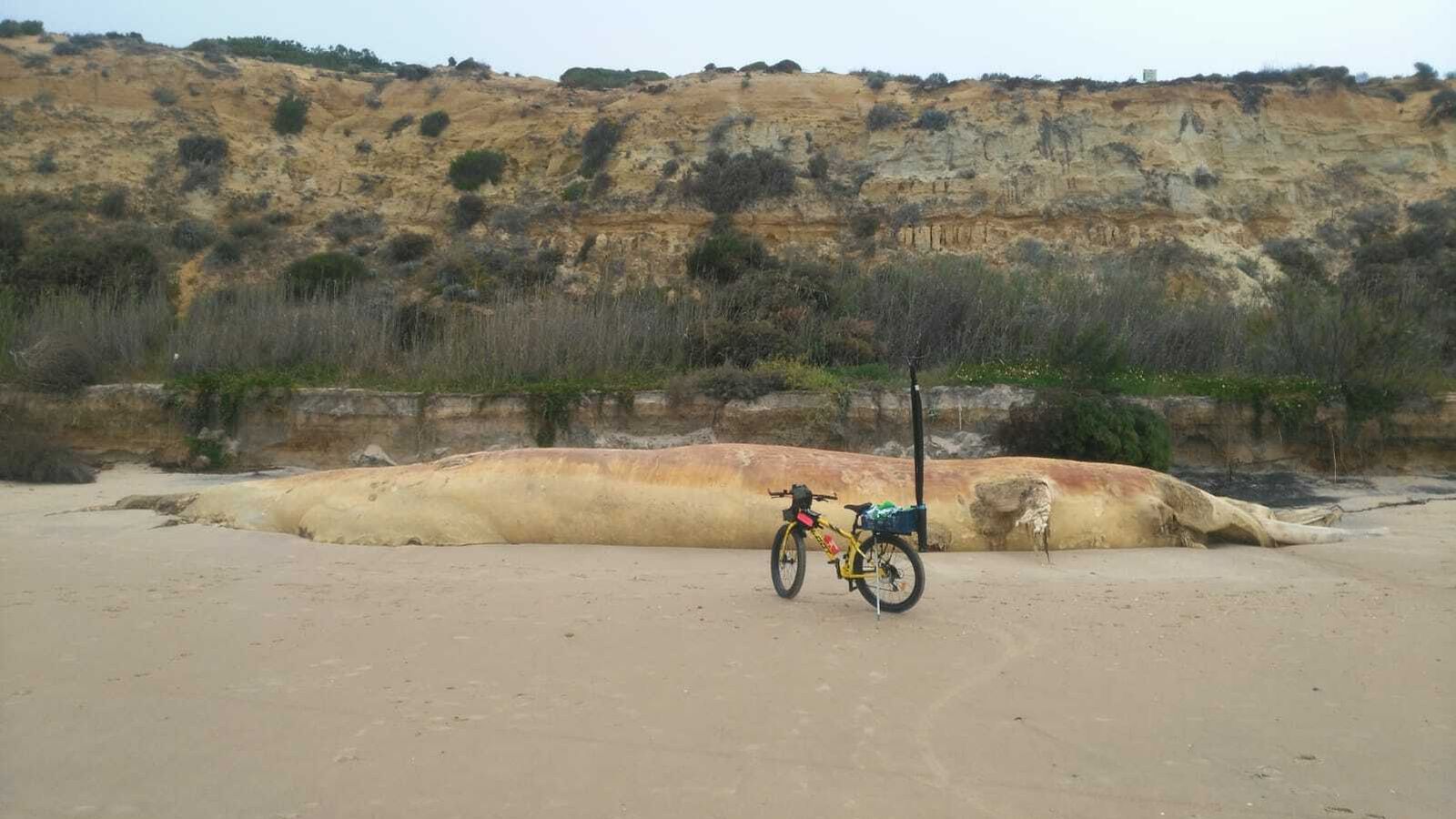 Plano general de la ballena muerta.