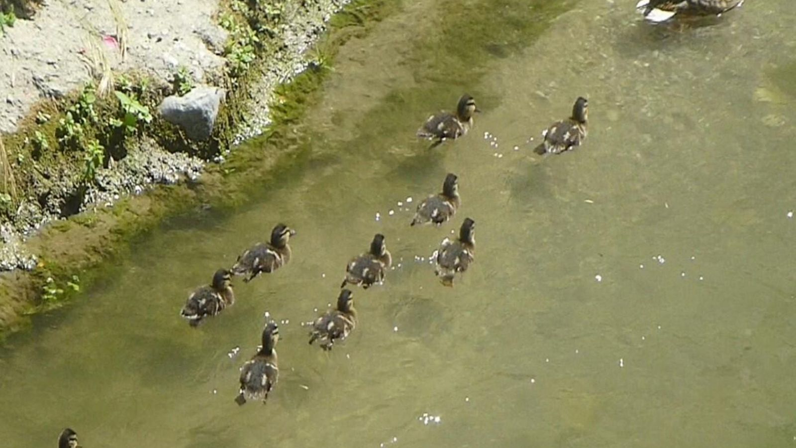 Mamá pata con sus patitos por el río Darro.