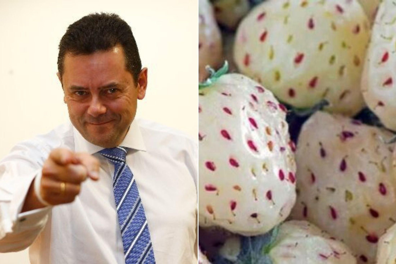 Tomás Roncero y su amor por las fresas blancas de Huelva