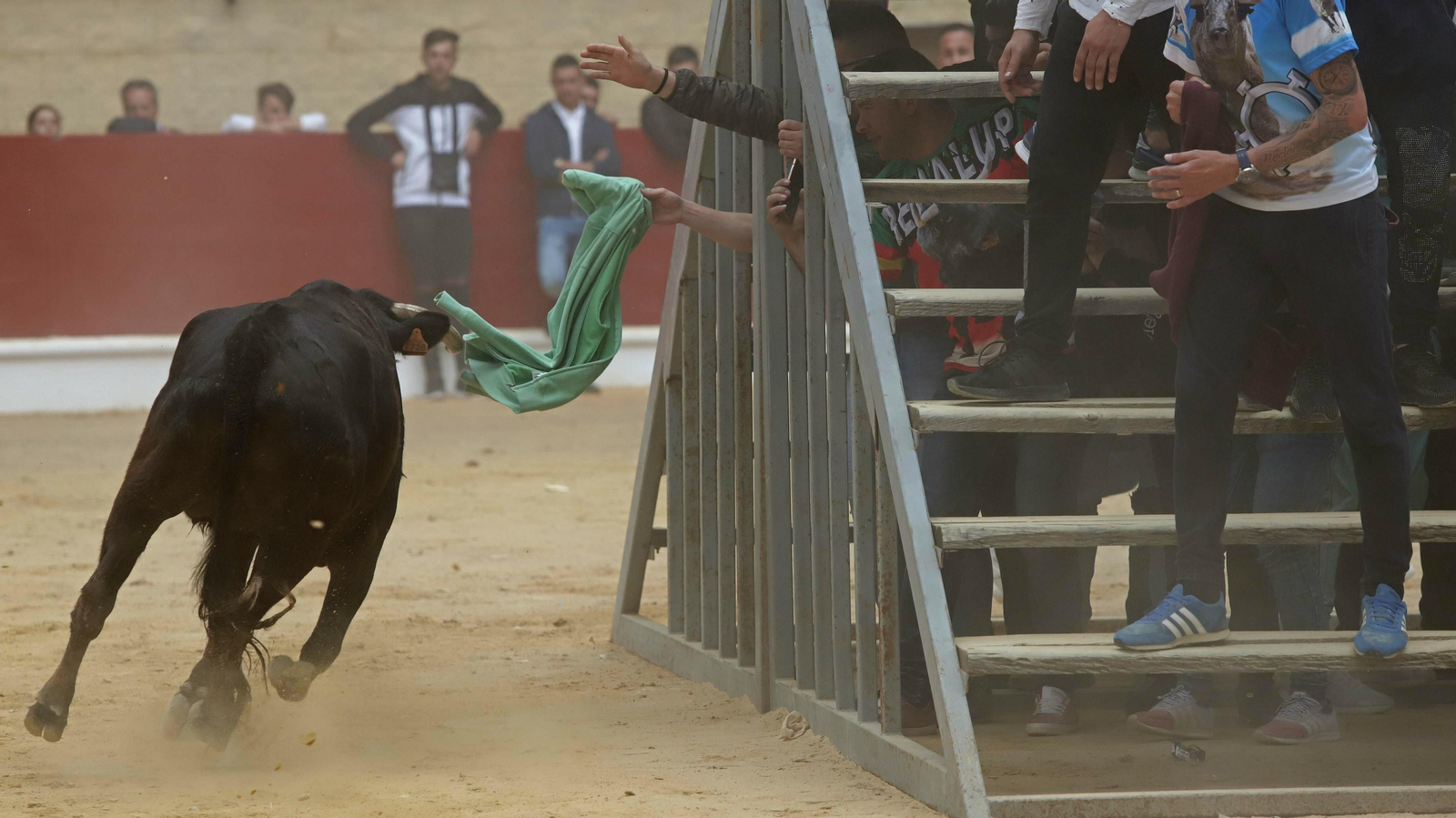 Imágenes del Toro Embolao de Los Barrios