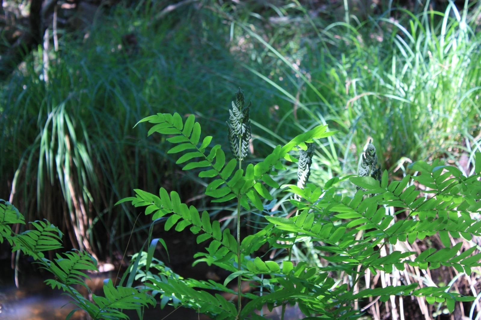 Fotos de la flora y fauna del Parque Natural de Los Alcornocales