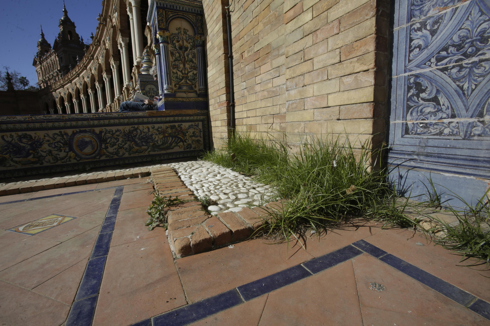 Mal estado de los arriates y plantas en la Plaza de España