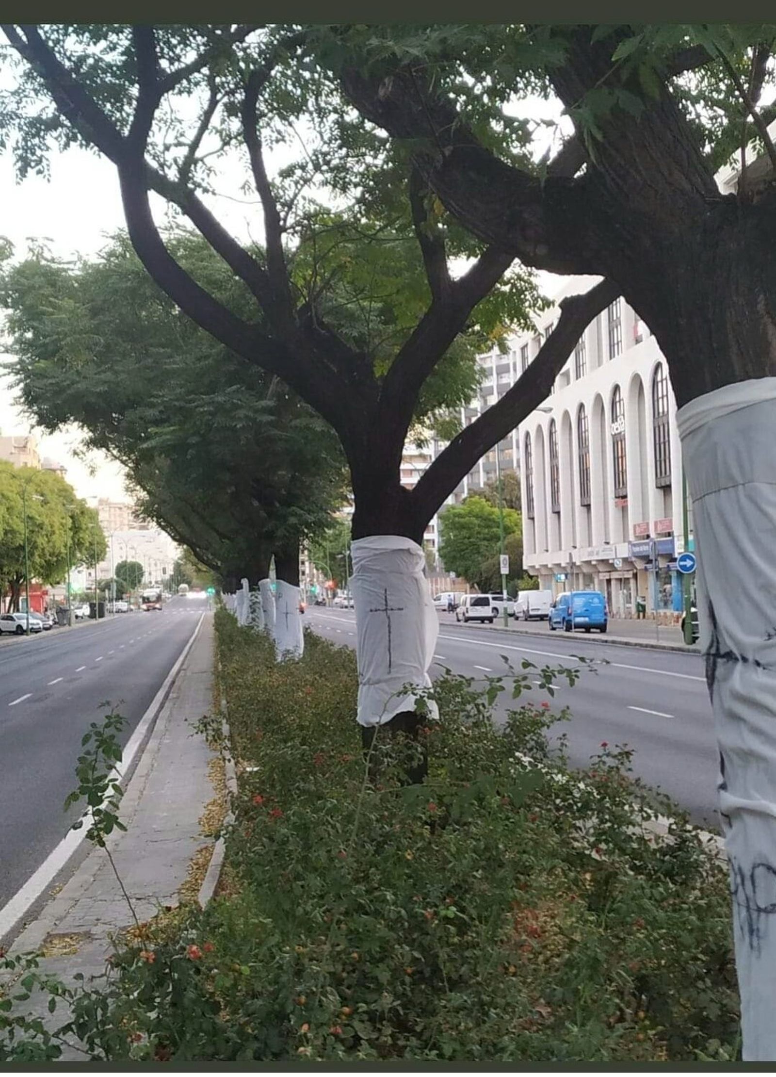 Primer plano de los árboles amortajados en Nervión.