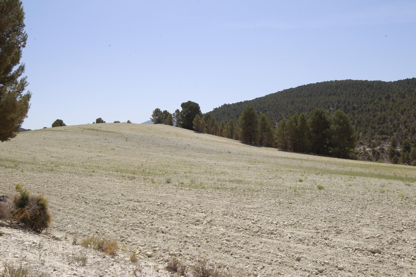 Imágenes de la sequía que golpea con dureza la producción de cereal en Los Vélez