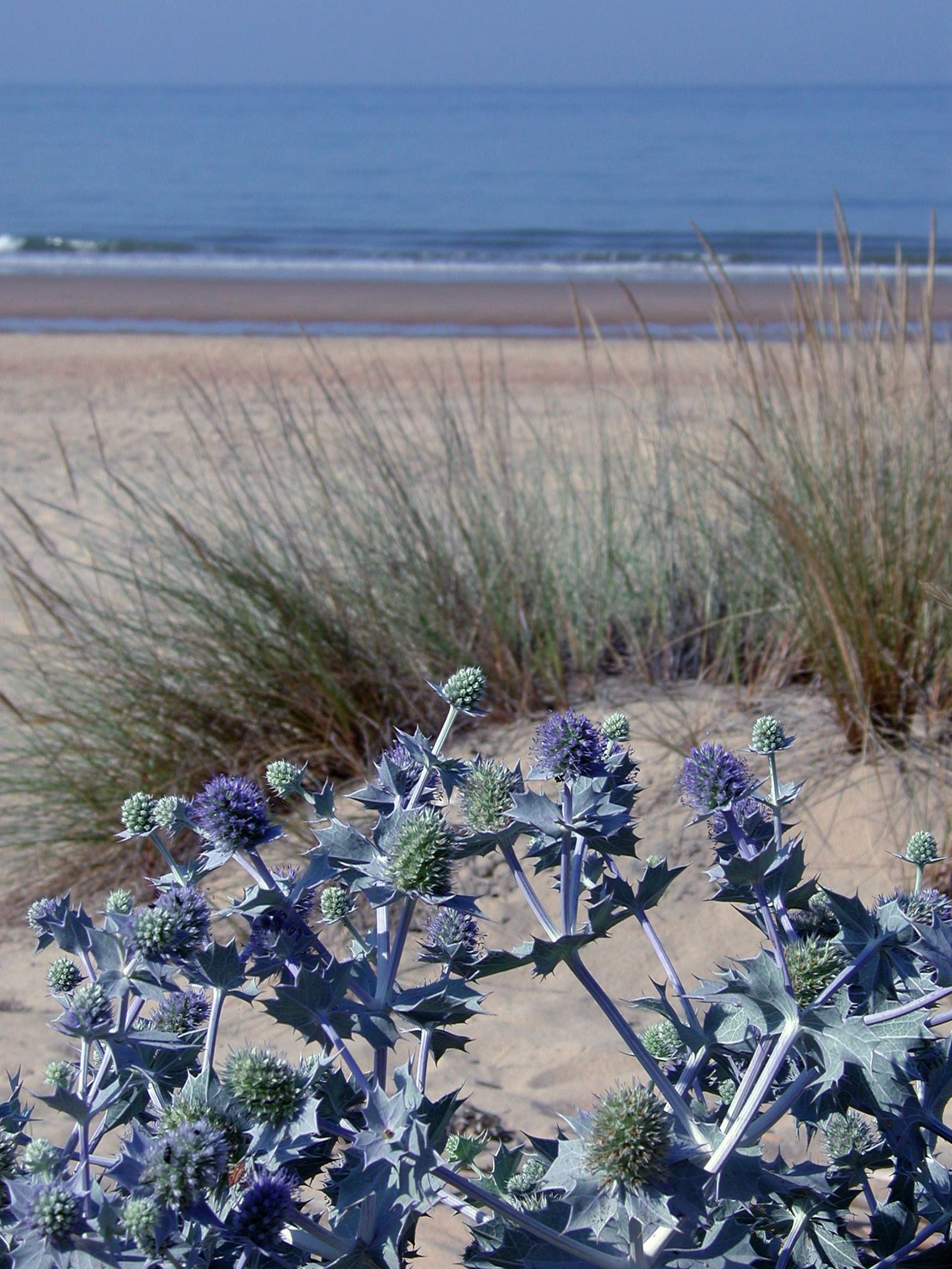Mazagón. Una playa salvaje