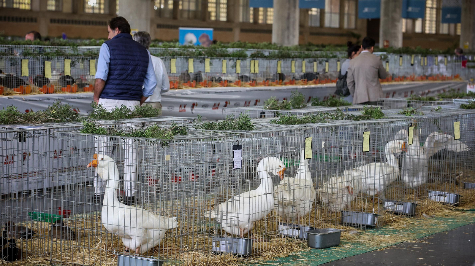 Comienza la feria de la ganadería y la agricultura en IFECA