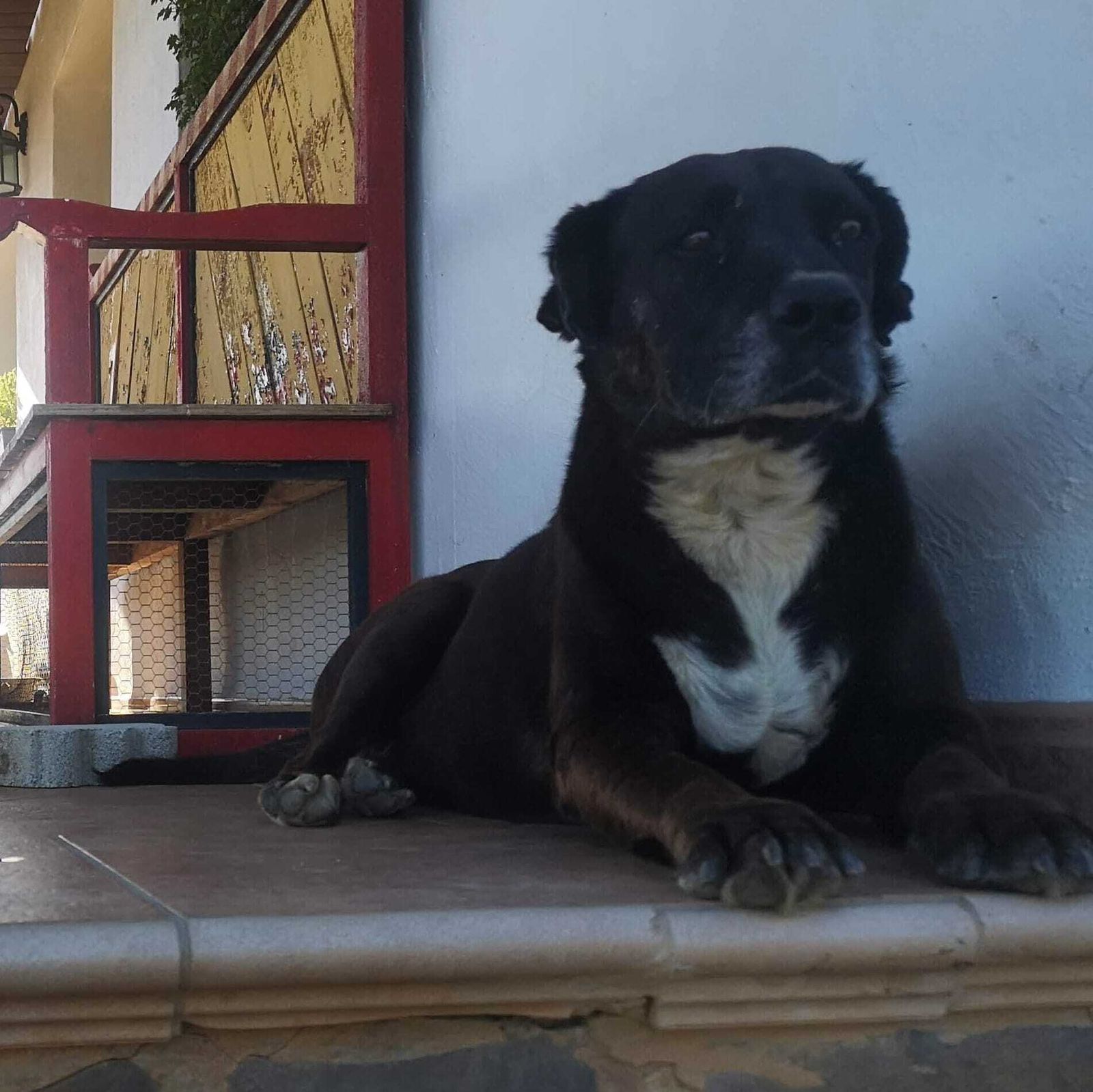 Noa, la perra fallecida