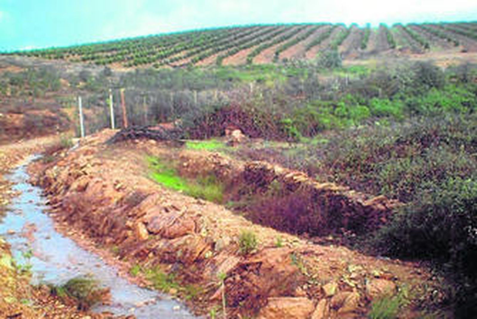 Explotación de cítricos de Giner Export.