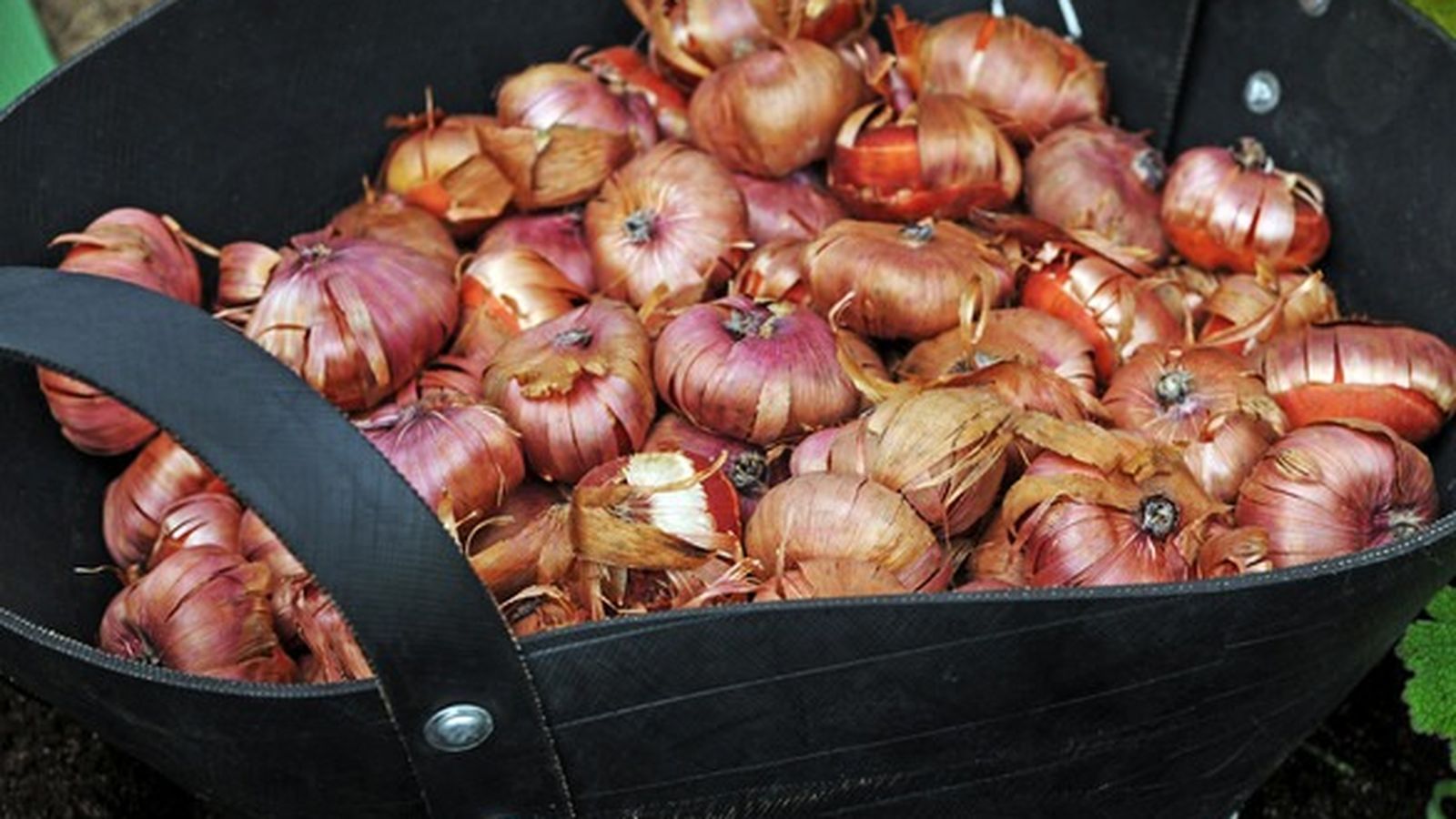 Bulbos de Gladiolos esperando a ser plantados esta primavera