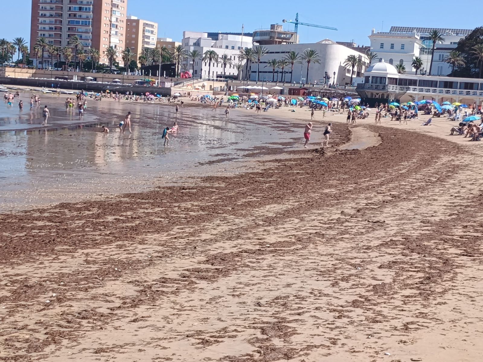 Algas en La Caleta este martes.