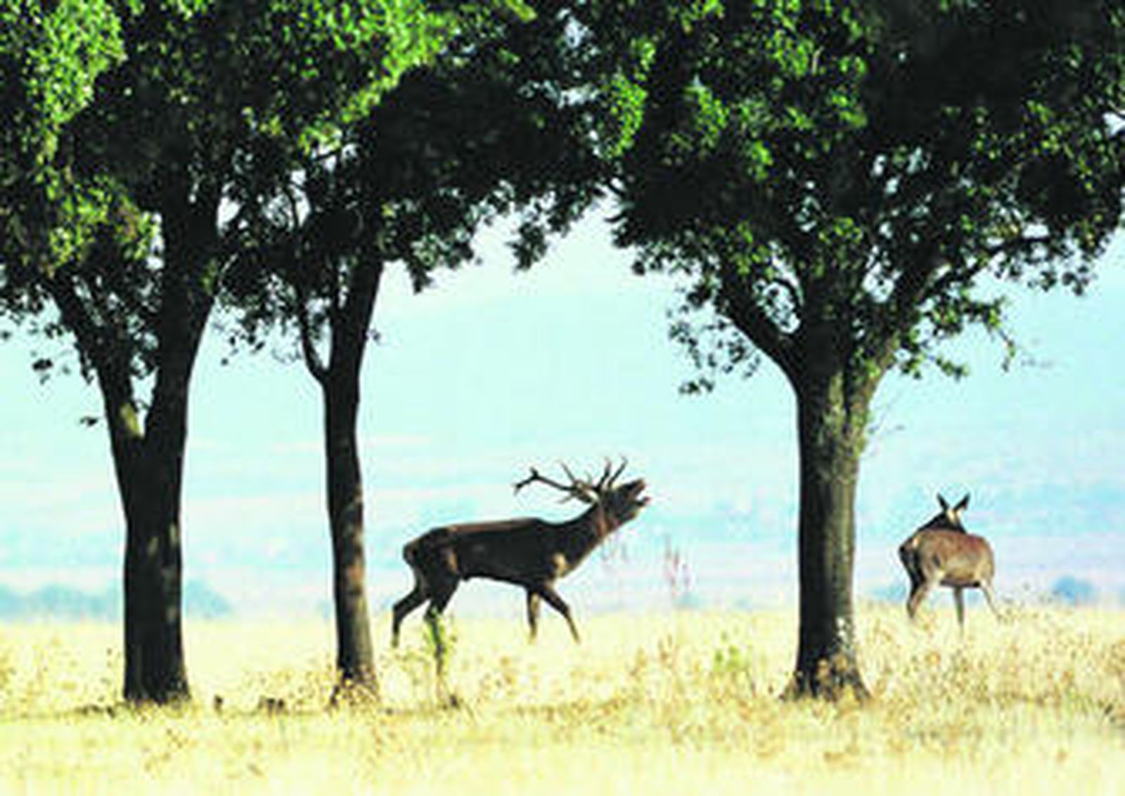 La berrea es una actividad estrella del turismo de naturaleza.