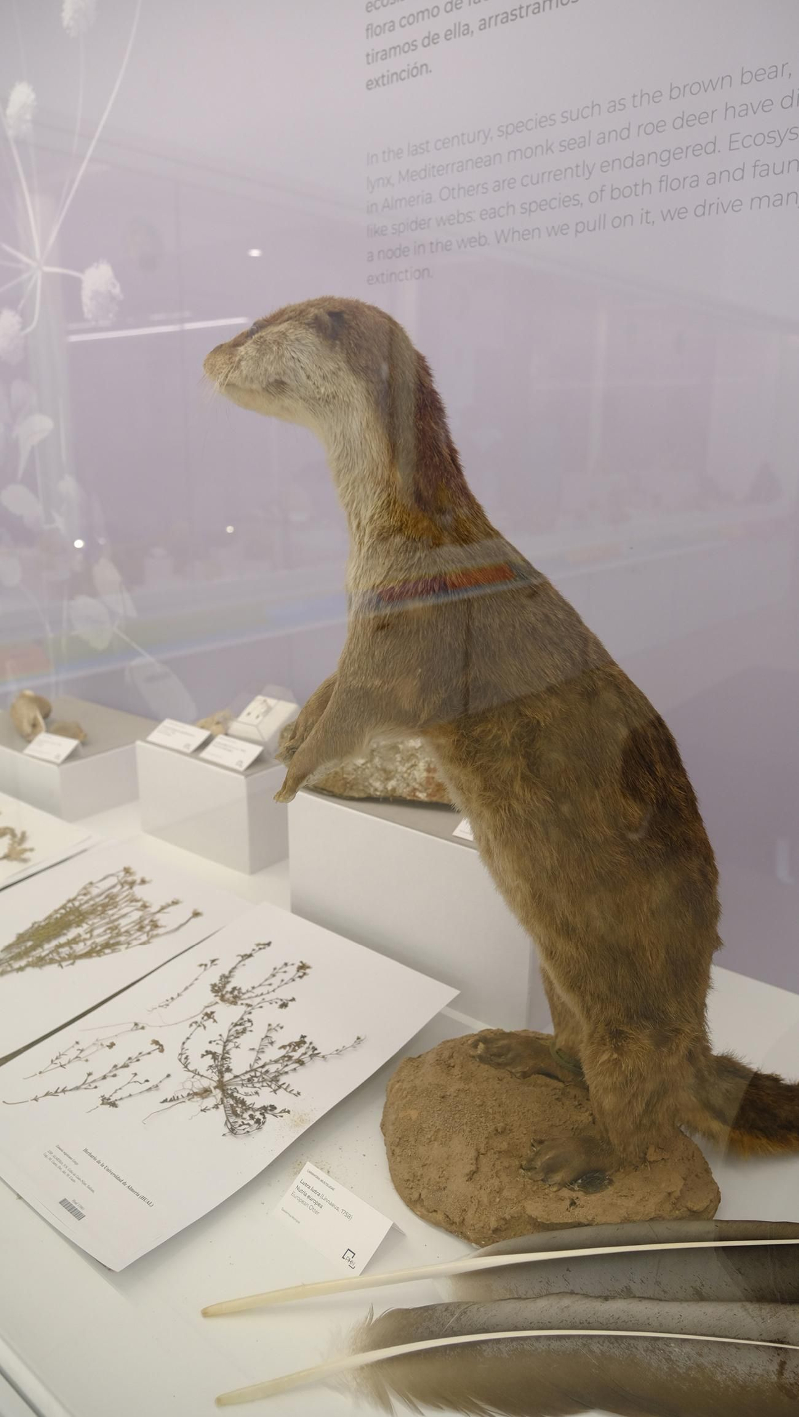 Descubre en estas fotos las maravillas que esconde el Pabellón de Historia Natural de la UAL