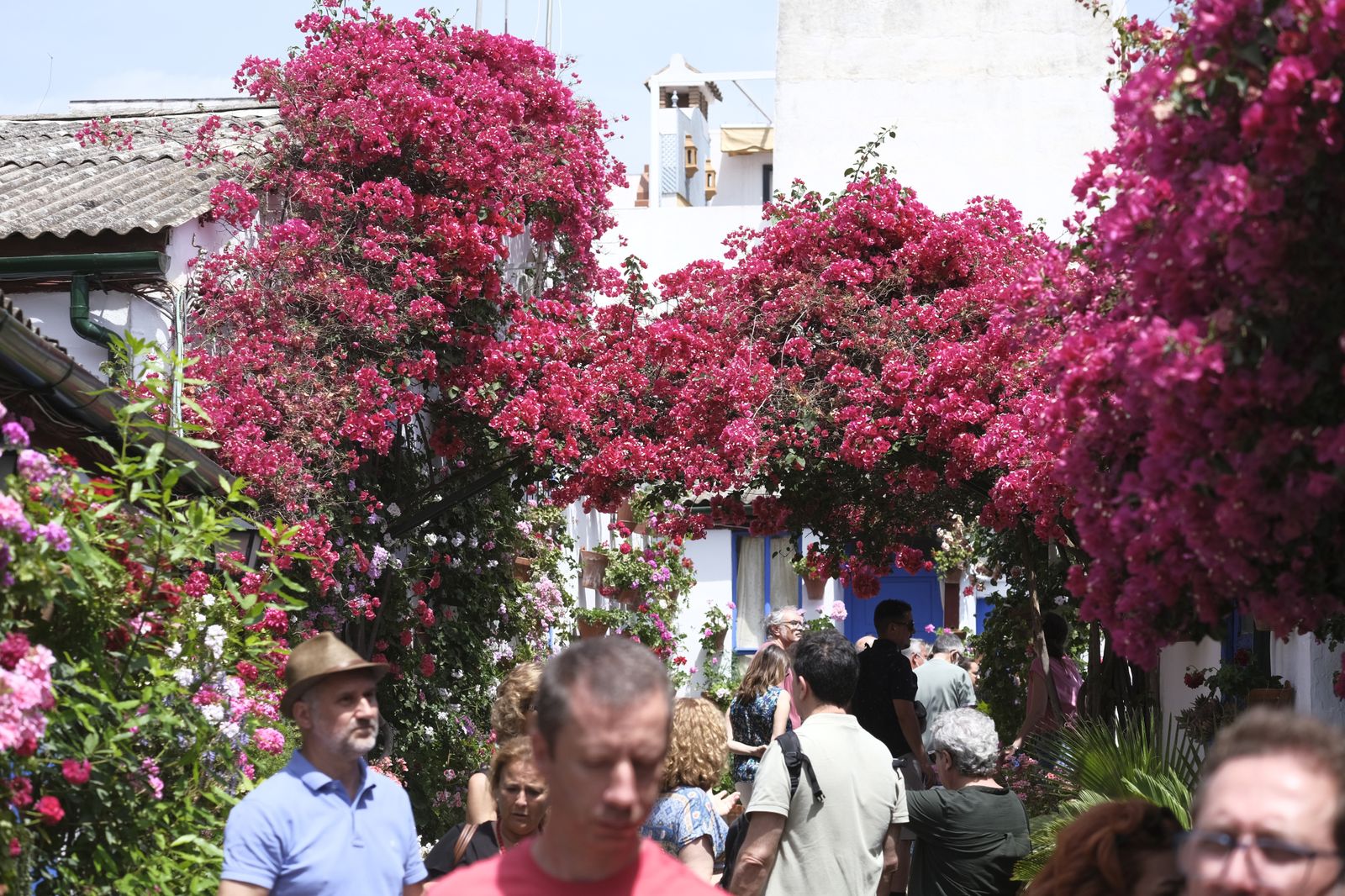 El último día del Festival de los Patios de Córdoba 2022, en imágenes