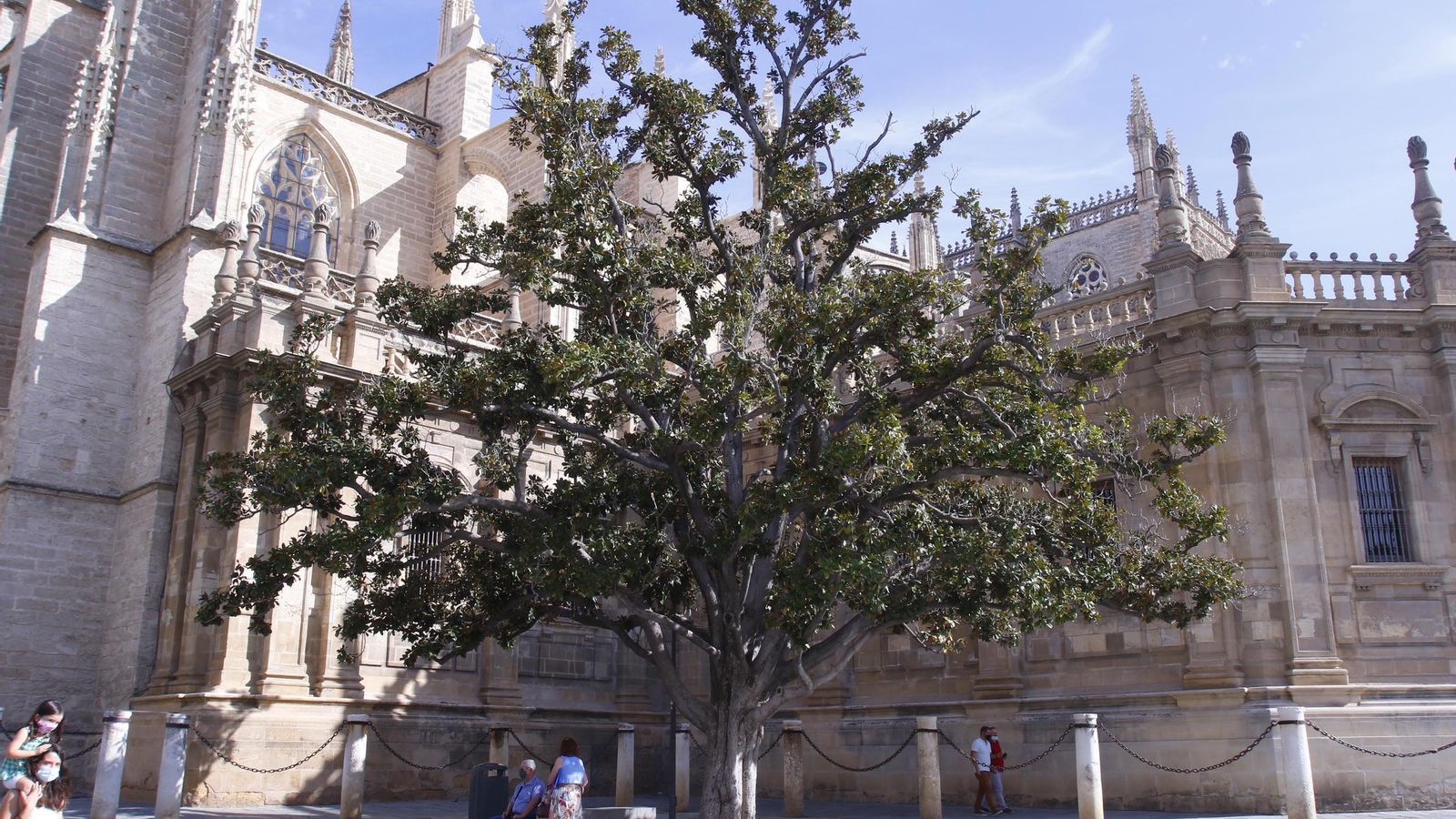 Vista general del magnolio en la esquina de la Catedral, este viernes.