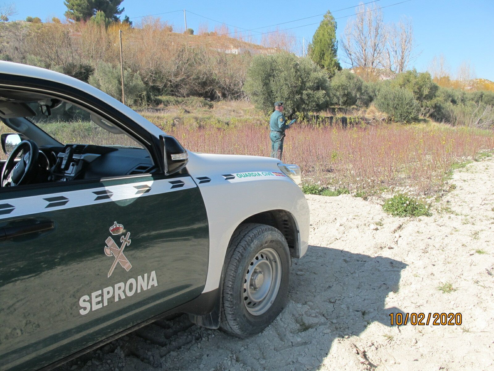 Un agente del Seprona de la Guardia Civil tomando muestras de almendros.