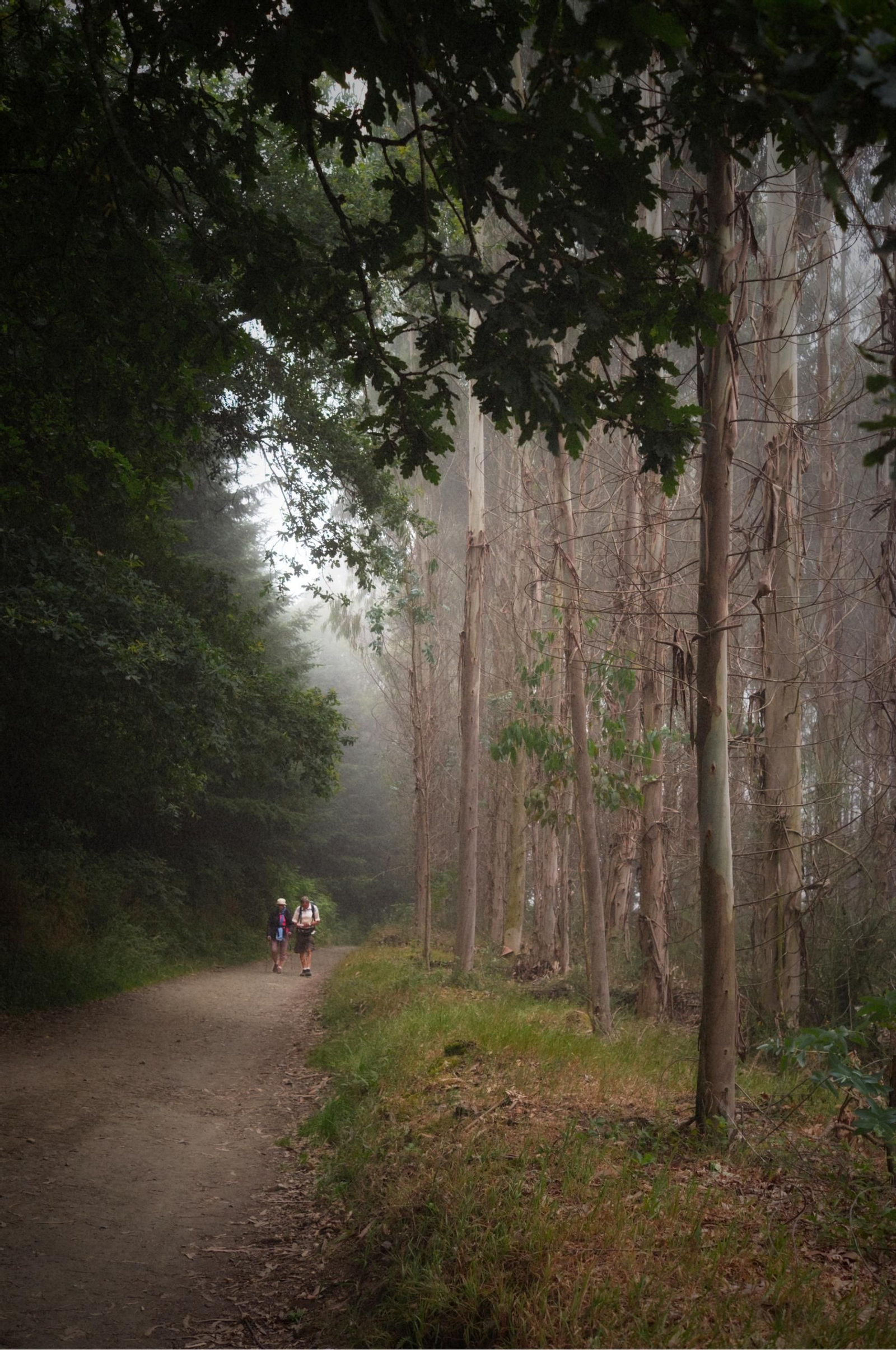4º Se hace el camino.jpg