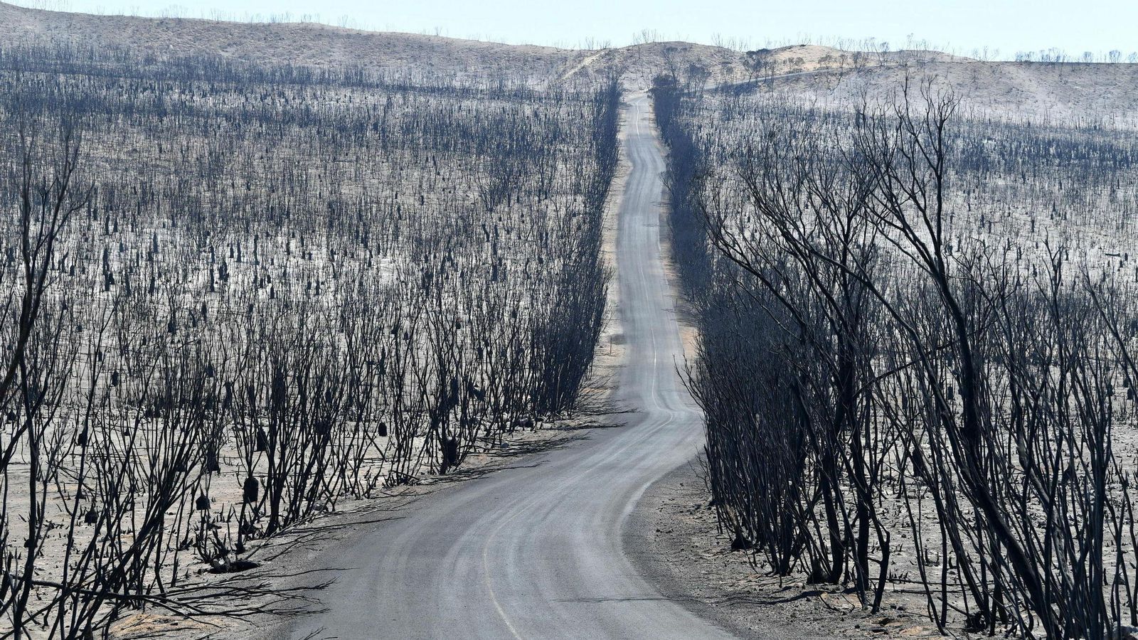Zona devastada por el fuego.