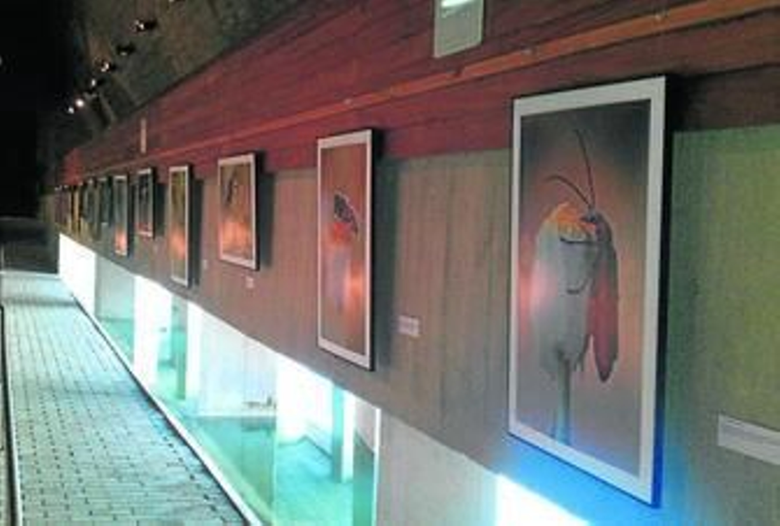 Algunas de las fotografías de insectos que conforman la exposición.