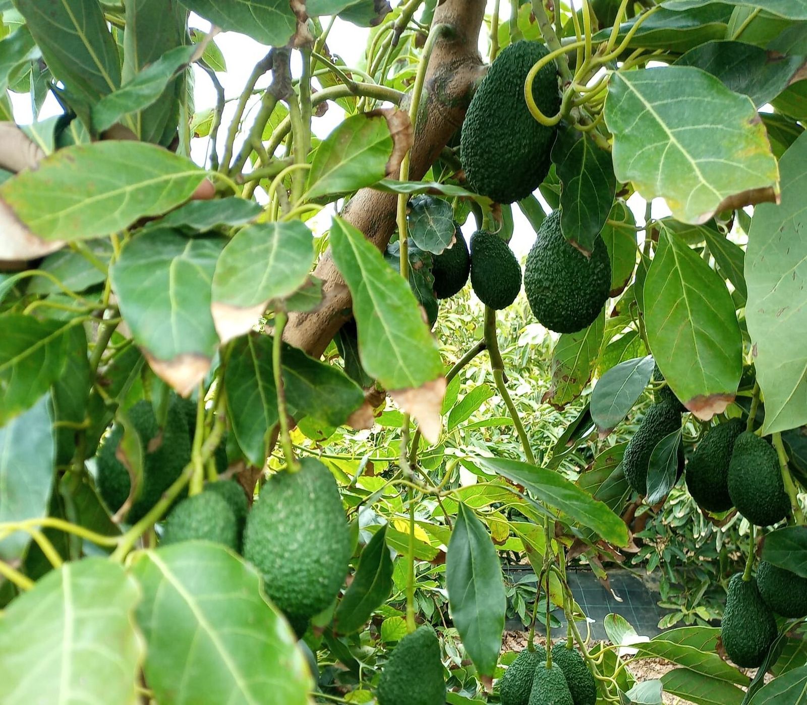 Más de medio centenar de personas participan en el curso de cultivo de aguacate organizado por Caja Rural Granada en la Costa