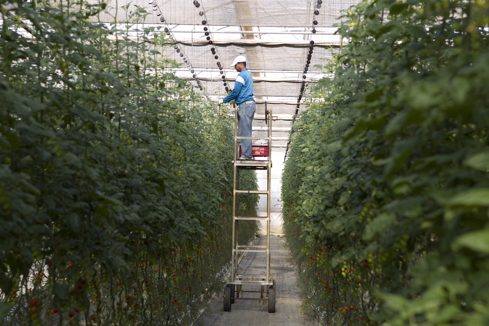 Trabajador en un invernadero de Almería