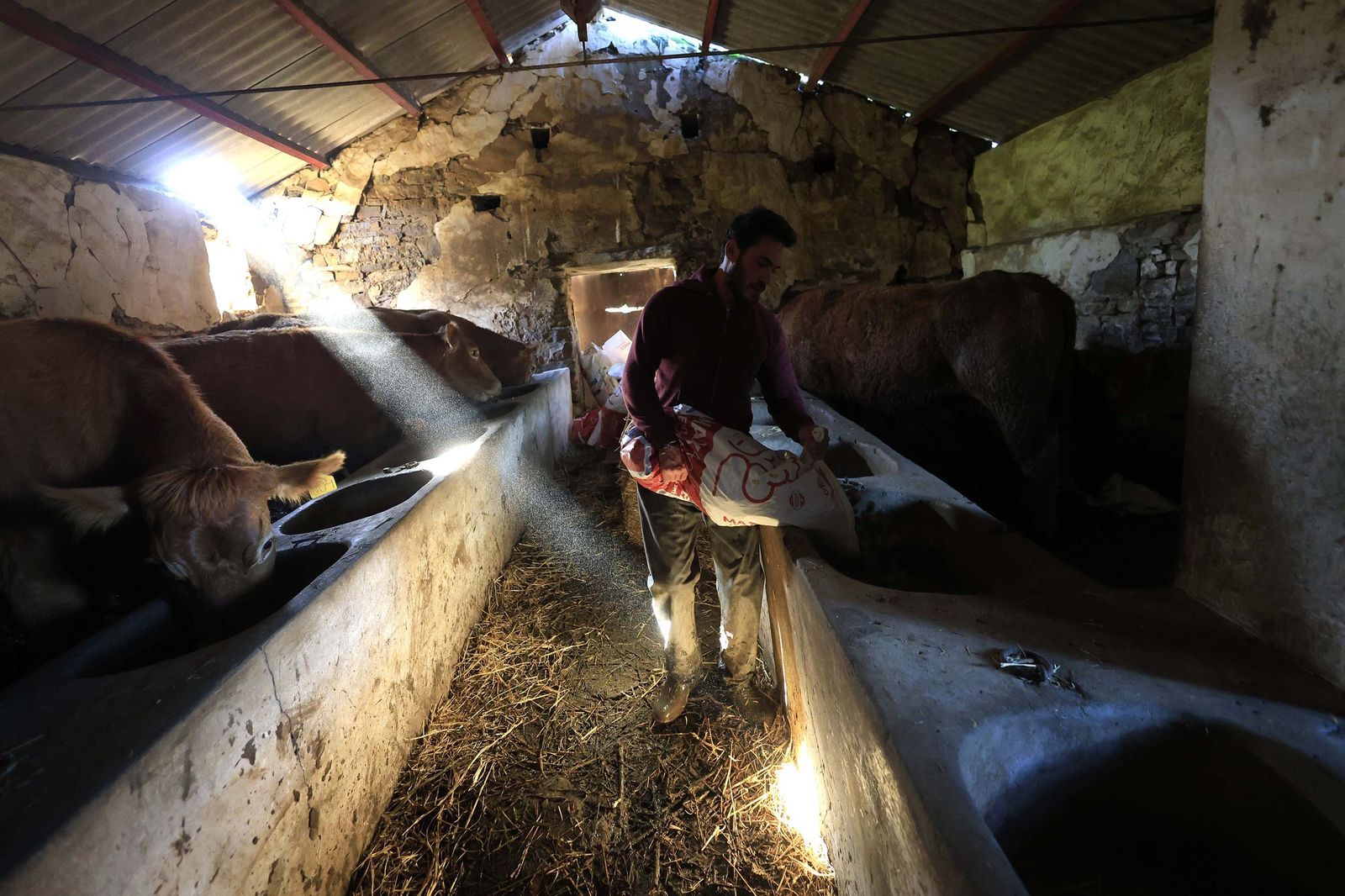Las fotografías de la ganadería de Luis Benítez en Tarifa