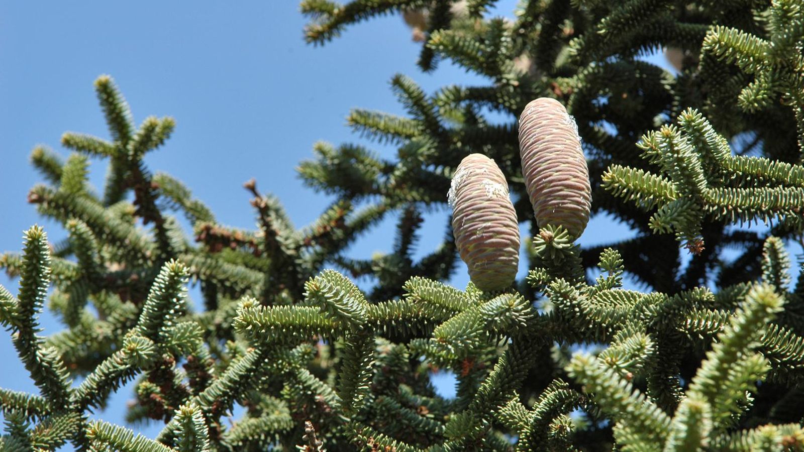 Una rama de pinsapo en la Sierra de las Nieves. Una rama de pinsapo en la Sierra de las Nieves.