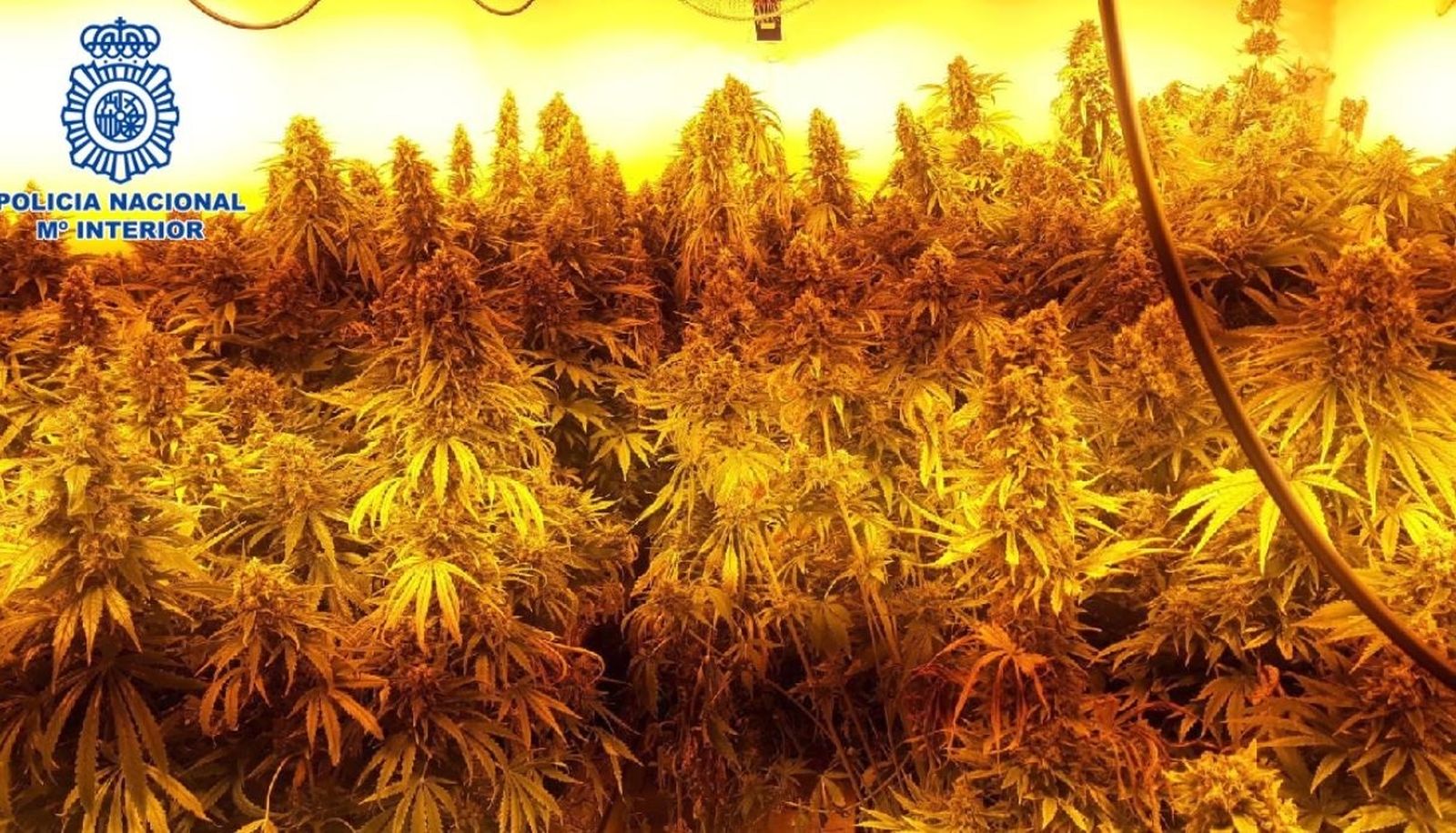 Una foto de archivo de una plantación de marihuana.