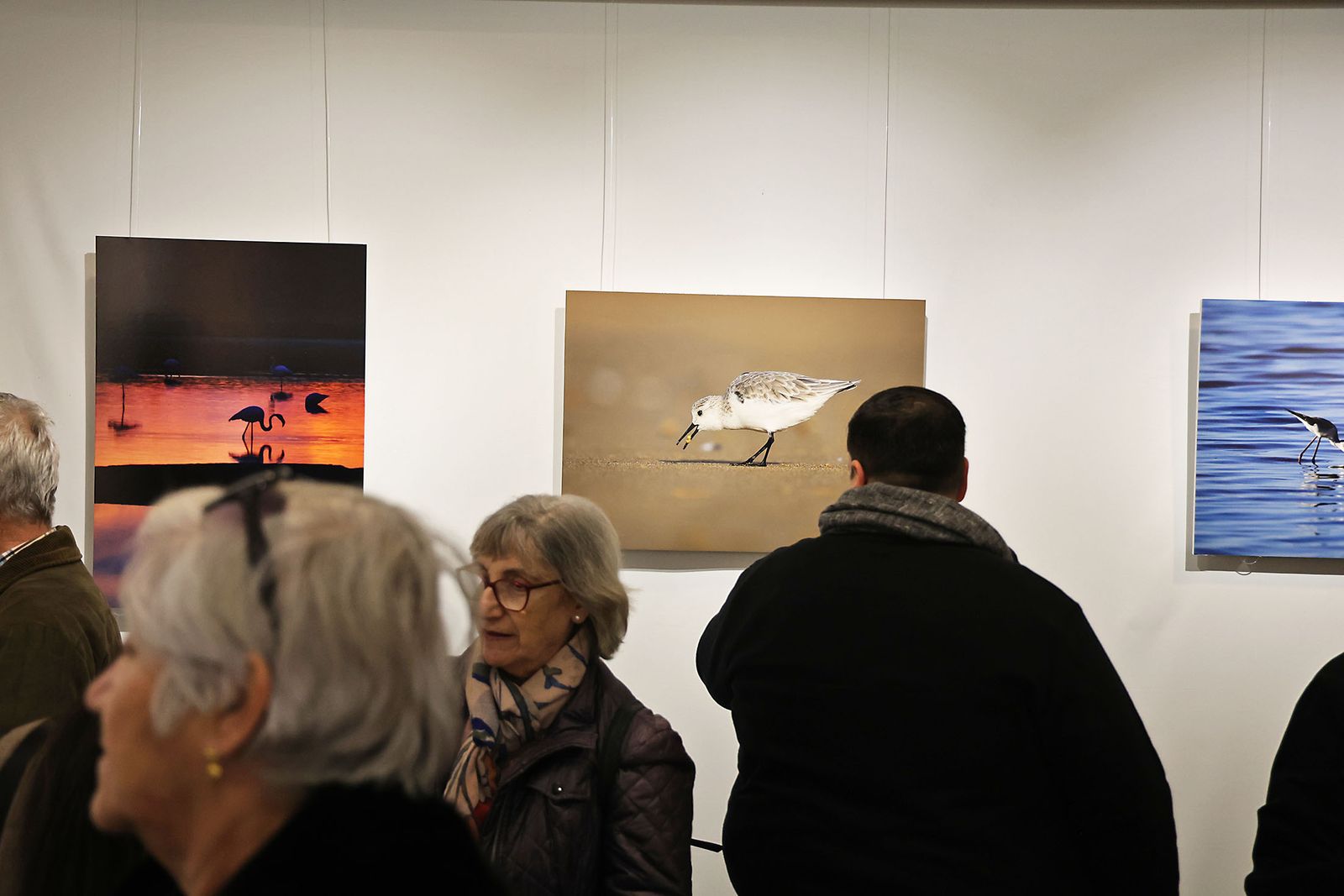 Exposición del Concurso de Fotografía 'Alas del Odiel'