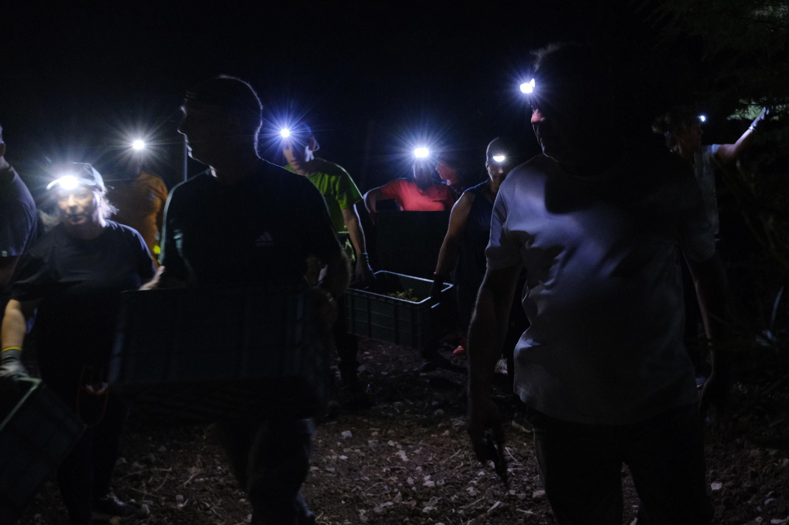 Vendimia en la Serranía de Ronda