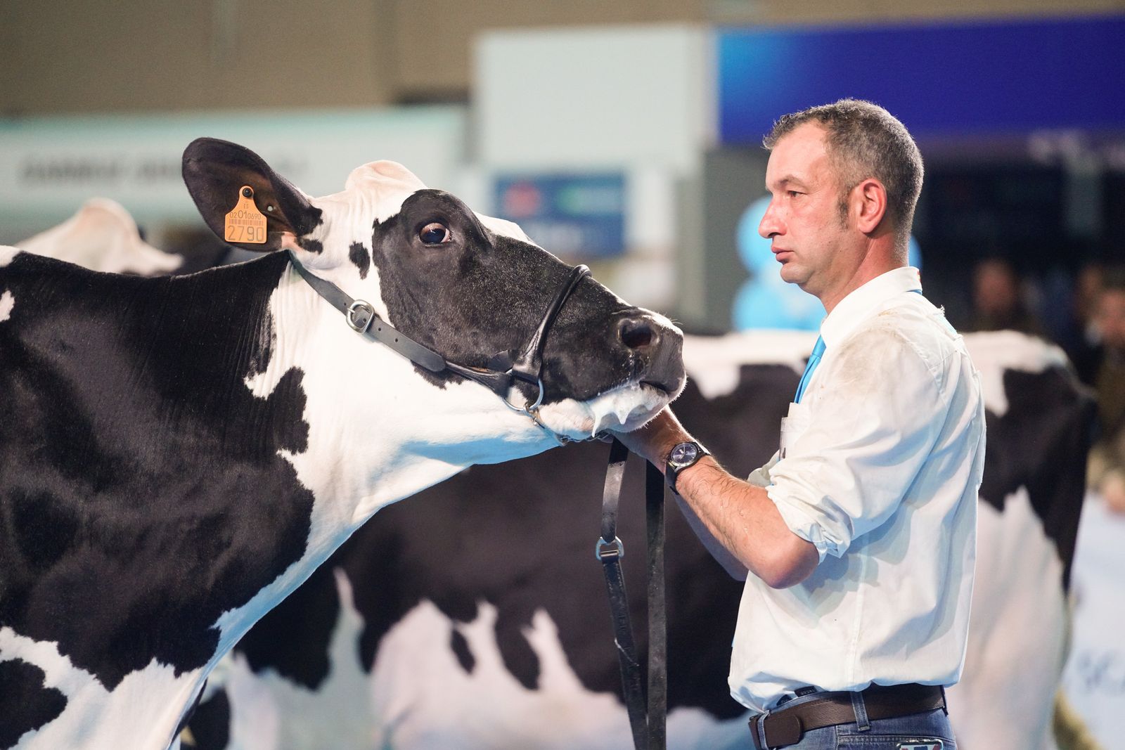 La elección de la Vaca Gran Campeona de Dos Torres, en fotografías