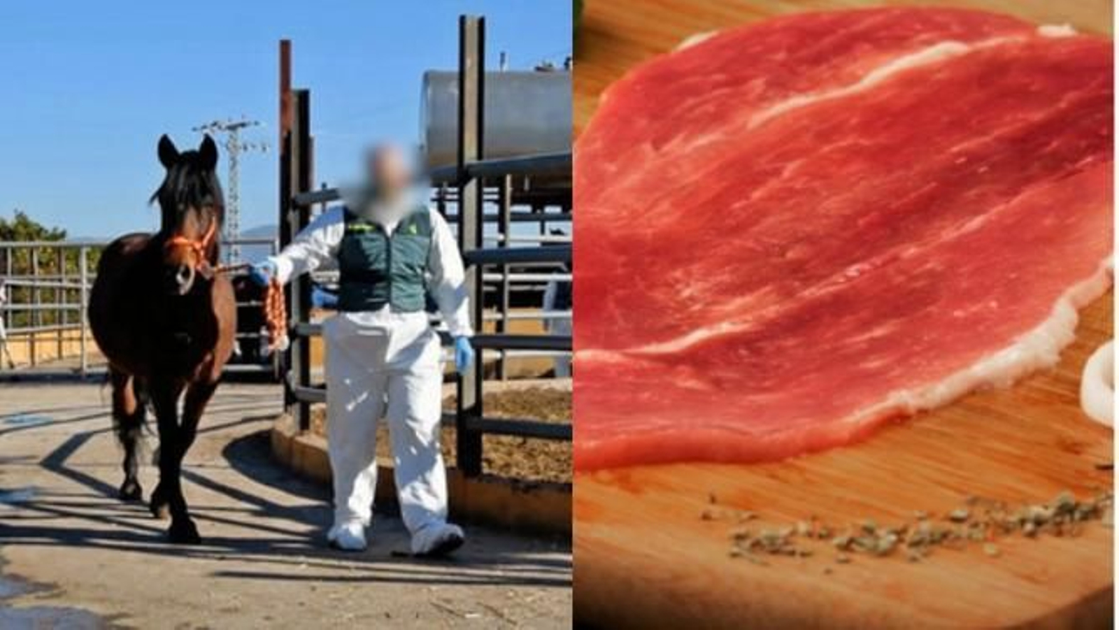 La Nueva Ley de Bienestar Animal no protegerá a los animales de producción o trabajo, como los caballos de la red desarticulada si hubiera sido legal