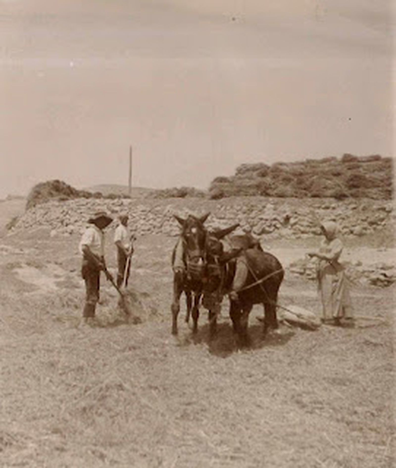 Labores de trilla con yeguas y mulos.